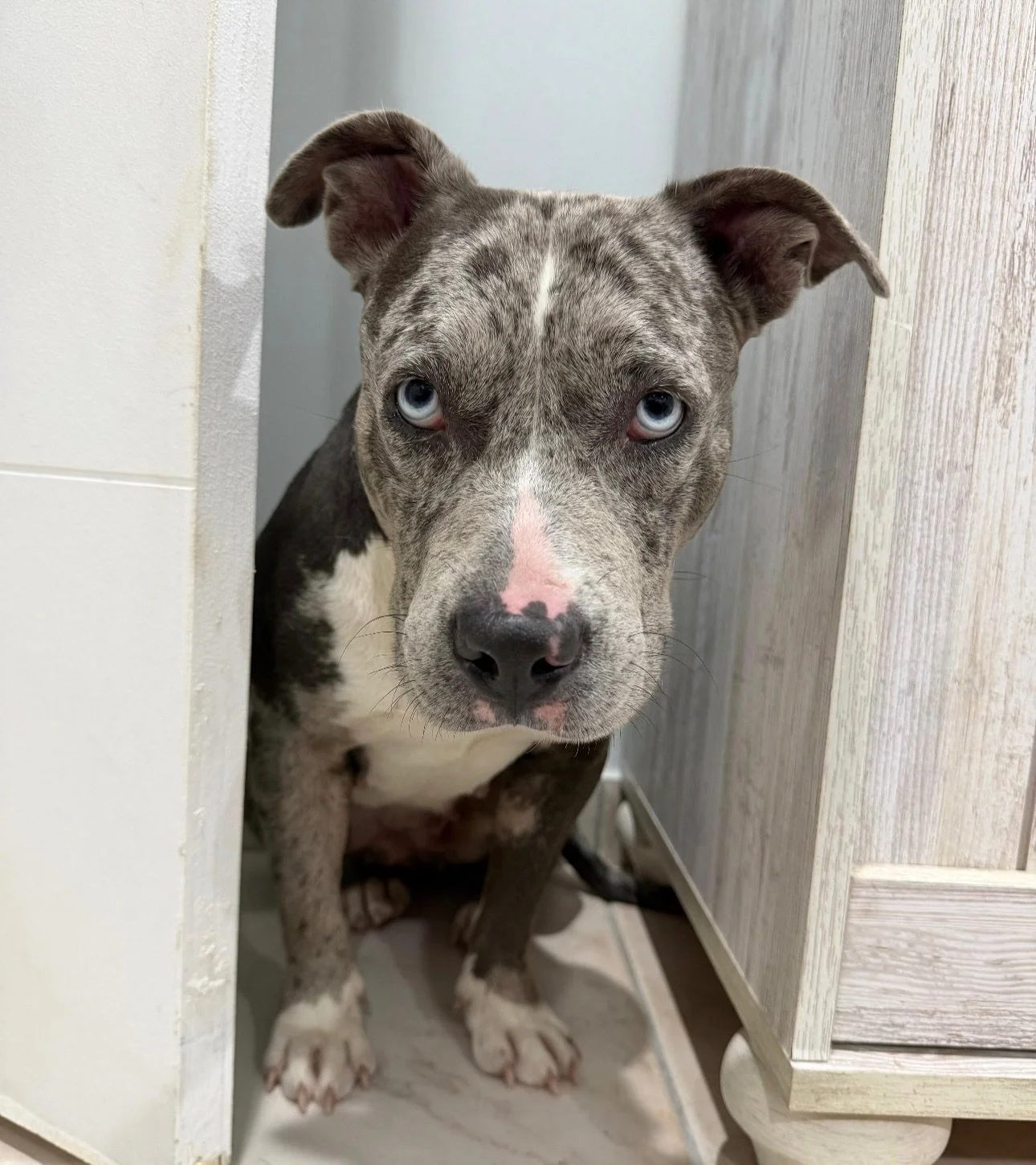 💔URGENT LOST DOG - LAST SEEN IN HAMMOCKS AREA💔

We are absolutely devastated writing this.

Mia, a 1 year old female dog (microchipped), escaped from her foster home last night in the Hammocks area after breaking out of her kennel. This was a compl