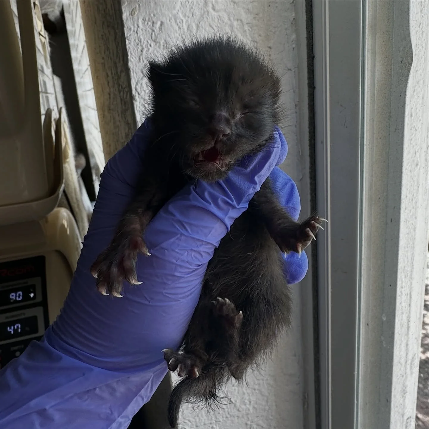 So many tiny lives found a safe place to land this week, all thanks to our incredible bottle feeders and weaners.

But the reality? We&rsquo;re still turning kittens away every single day. Not because we want to, because we simply don&rsquo;t have en