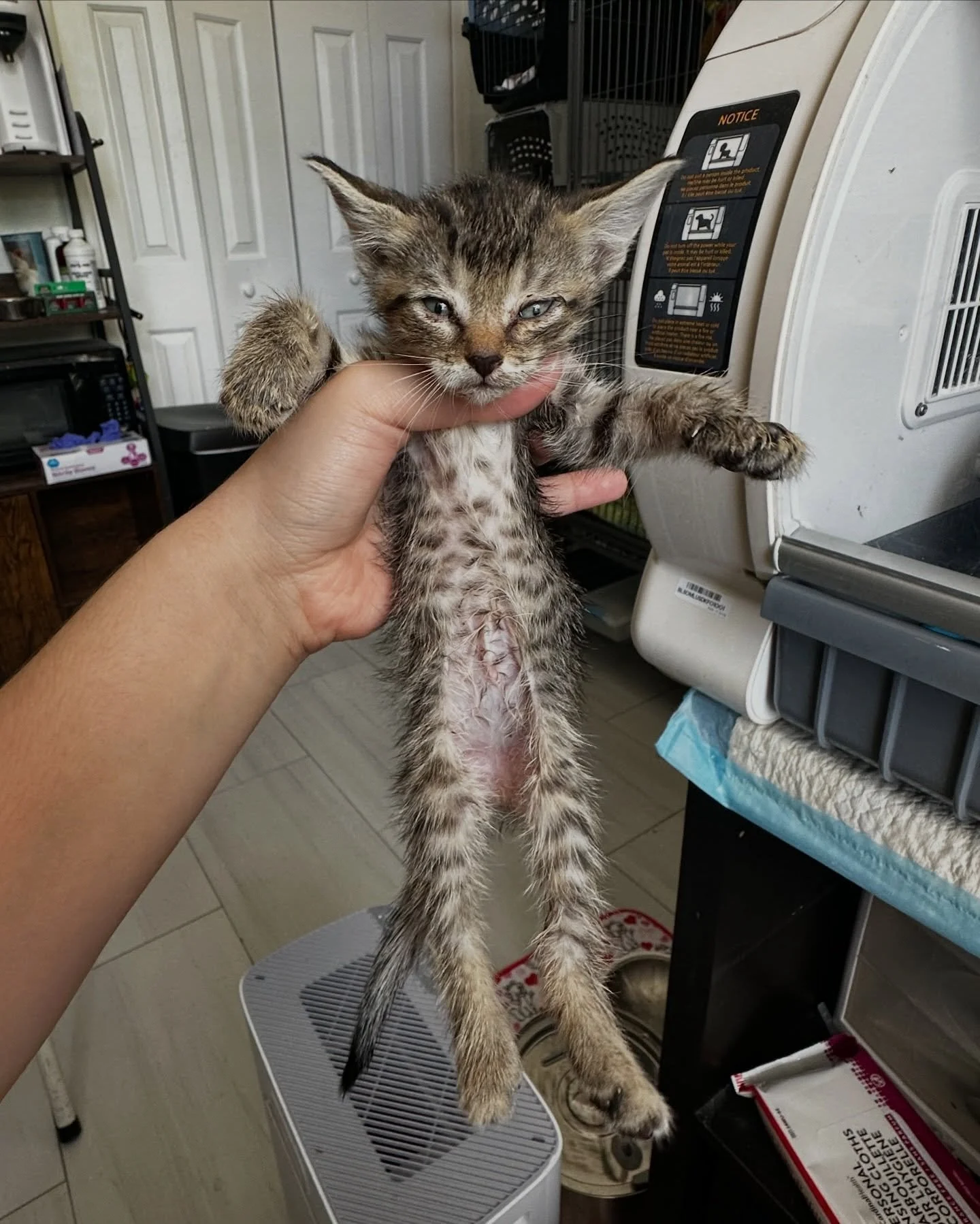 This kitten is estimated to be around 7 weeks old based on her teeth&hellip; but she weighs less than a 4-week-old.

We picked her up yesterday along with her five siblings (in much better condition), and to say she&rsquo;s underweight is an understa