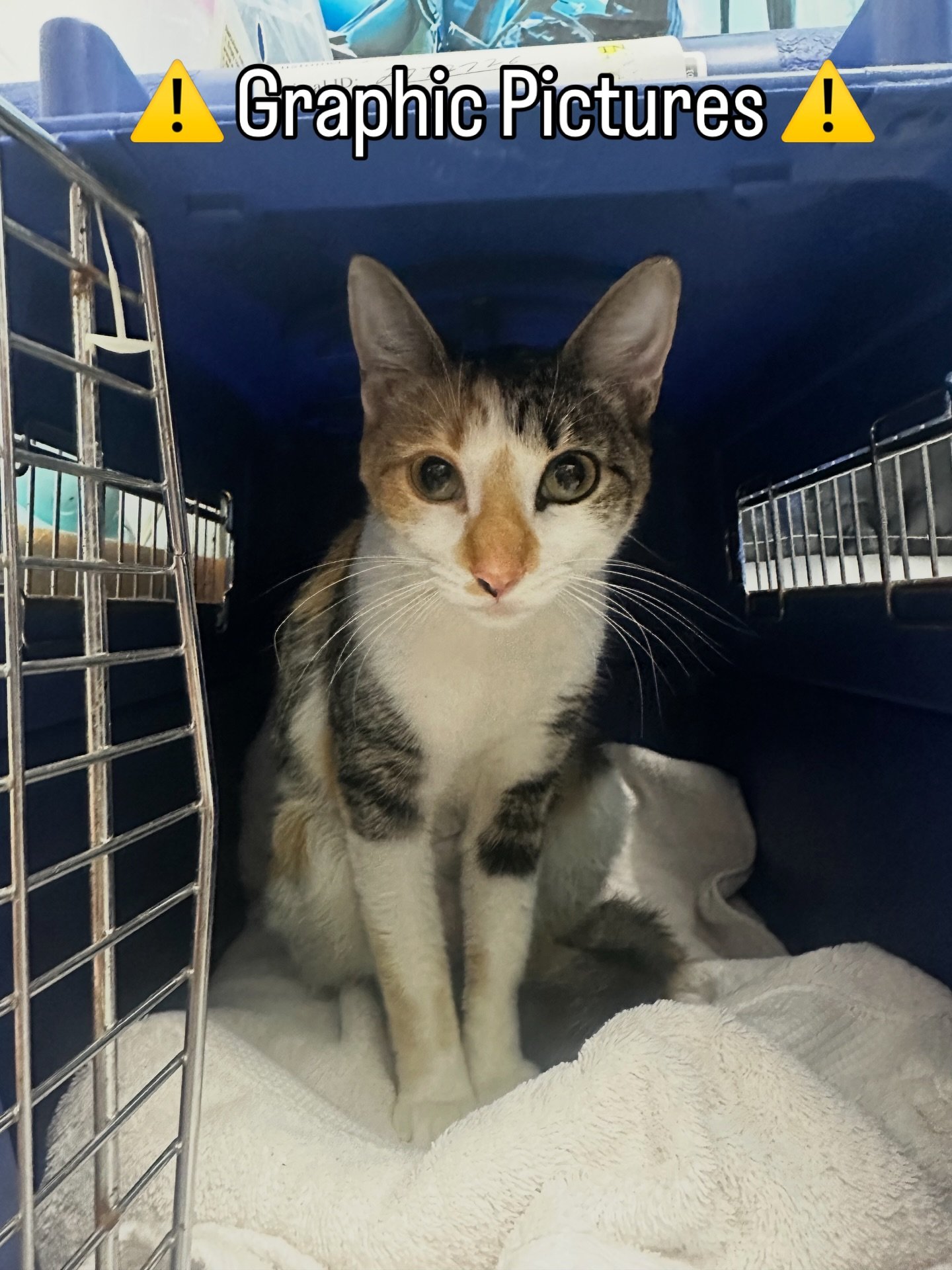 Our sweet girl Pistachia busted her spay sutures 💔

Pistachia is an outdoor cat who was found incredibly friendly, and we stepped in to help her finder get her fully vetted and into a safe home. She is truly the sweetest girl, so gentle and patient,