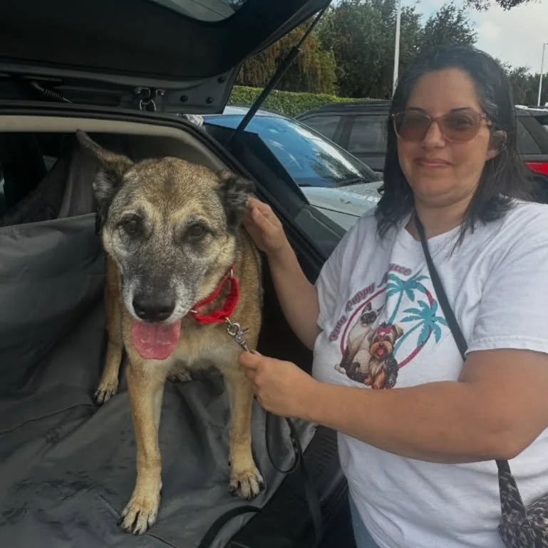 Zeus #A1710060 Survived the Shelter. Help Him Make It Home. 💗

Zeus is officially out of MDAS

But this sweet senior boy isn&rsquo;t looking for a new life, he already has one waiting for him.

You may have read the story of Zeus being abandoned by 