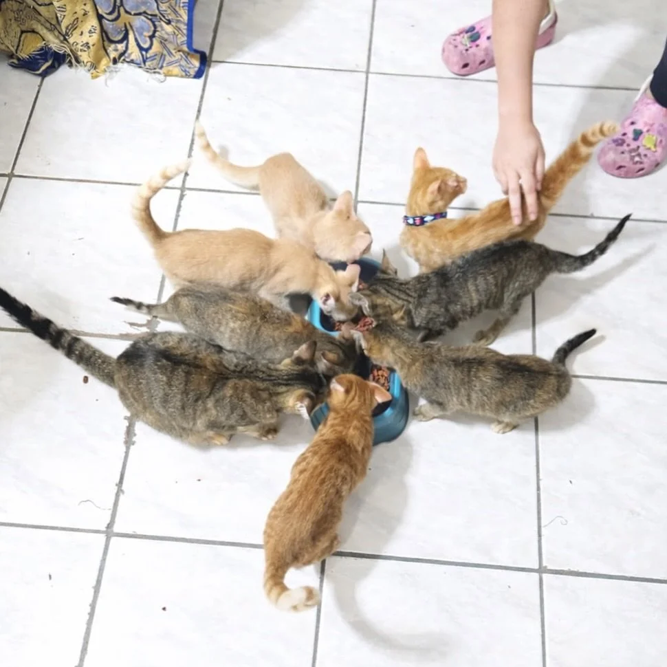 He had 3 minutes.
And he spent them begging us to save his cats.

Last night, everything changed.

We had been working with a man who was trying to do right by his animals, 7 kittens and 4 adult cats he loved deeply. Didn&rsquo;t have much, but worki