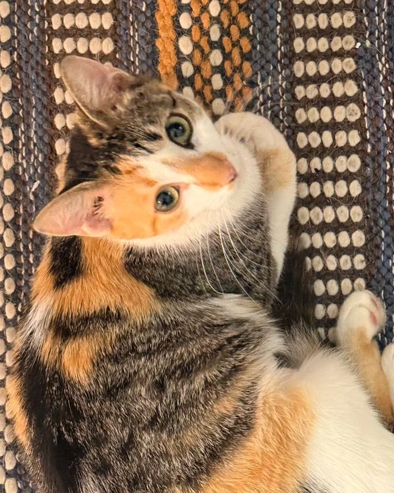 Happy update on our girl 💗

Remember little Pistacchia, who busted her spay sutures? We&rsquo;re so happy to share that she&rsquo;s doing amazing and is now completely healed!

This recovery wouldn&rsquo;t have been possible without every single per