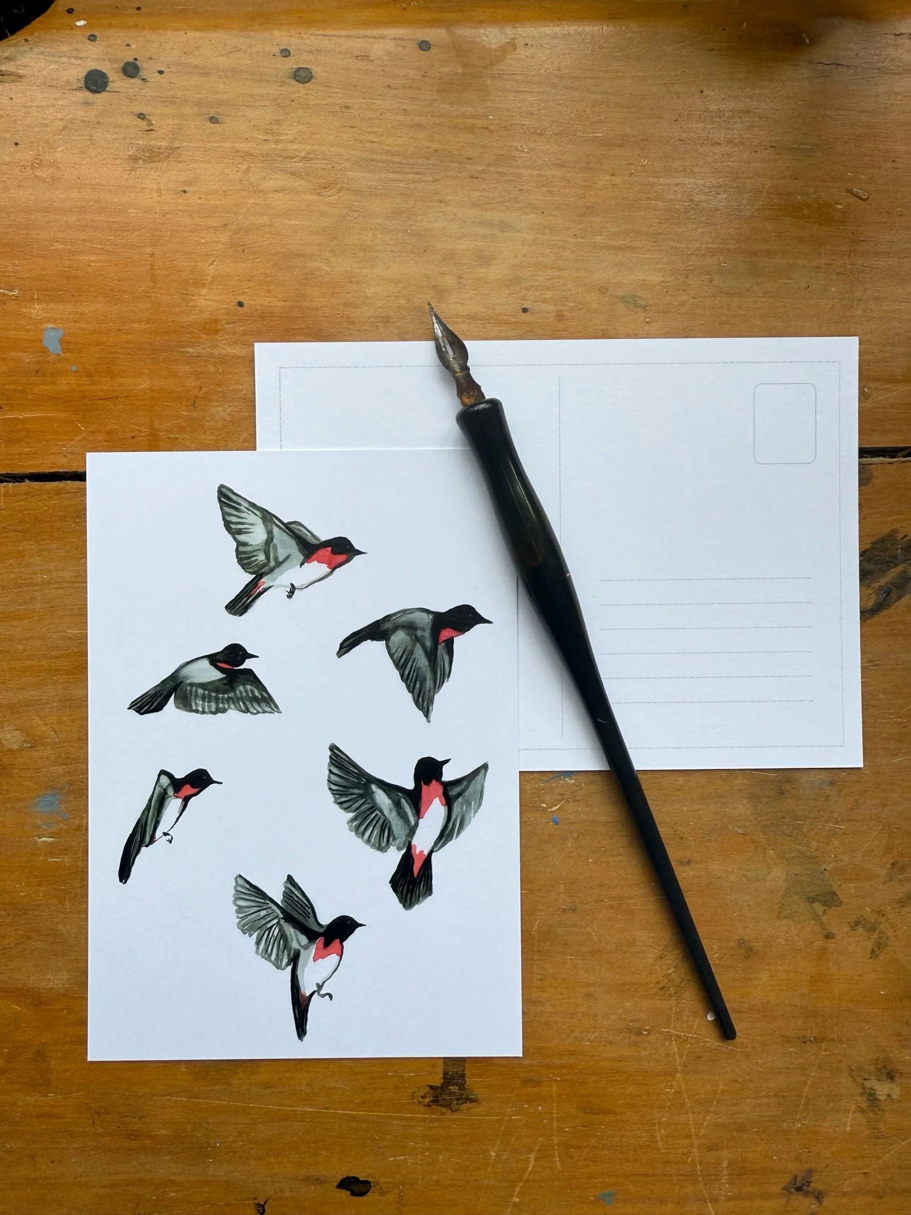 Mistletoe bird in flight post card