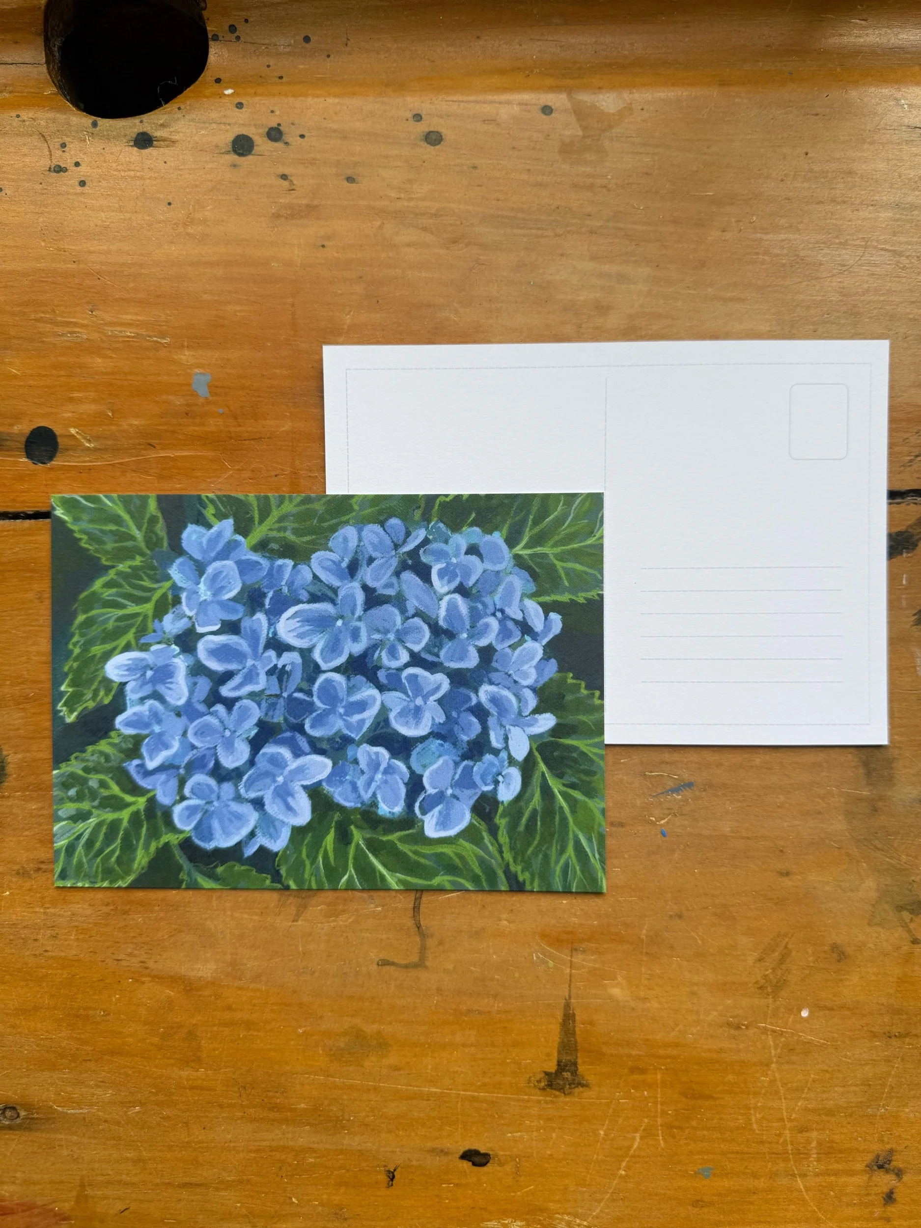 Hydrangea post card