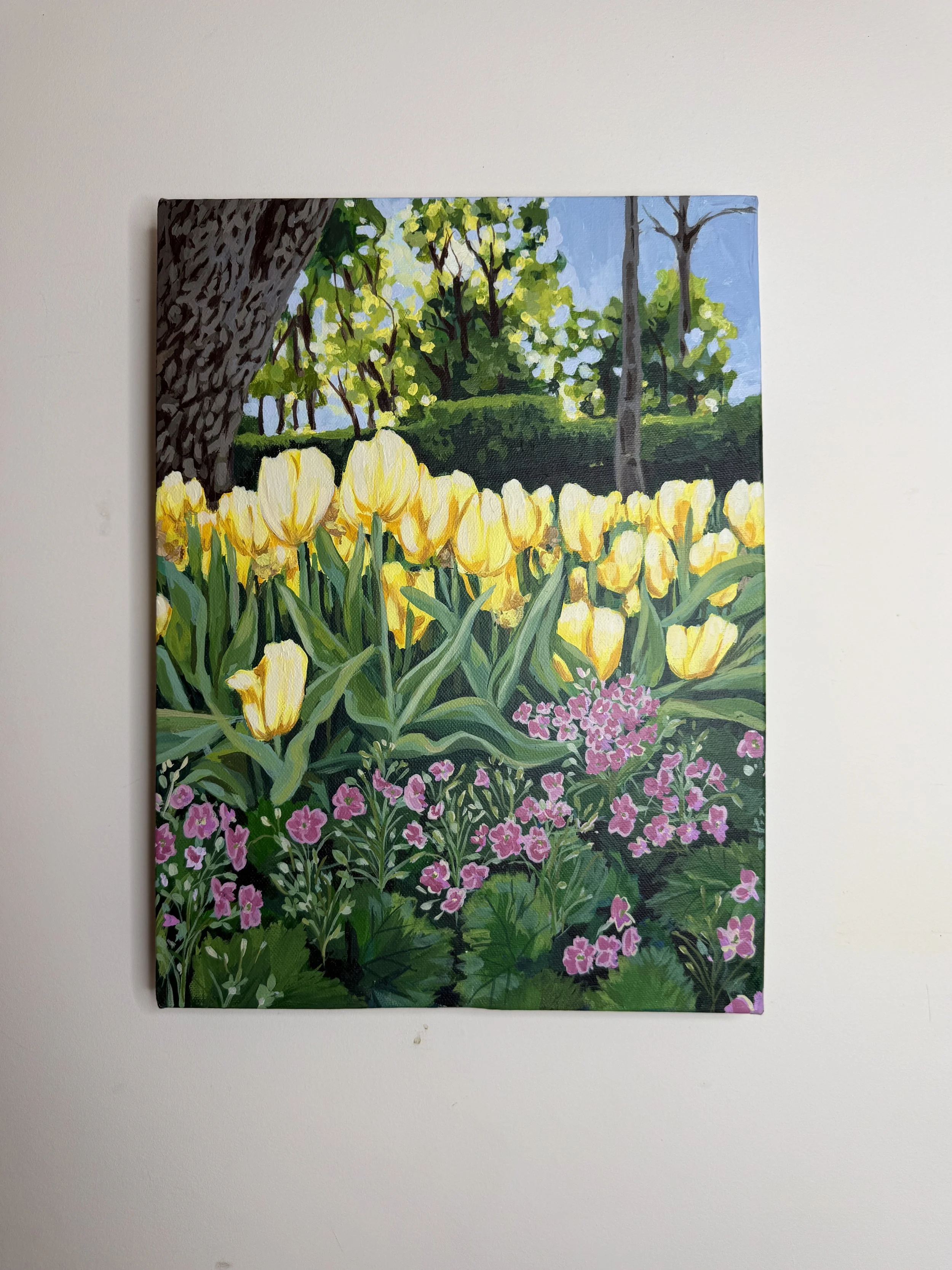 Tulips at golden hour
