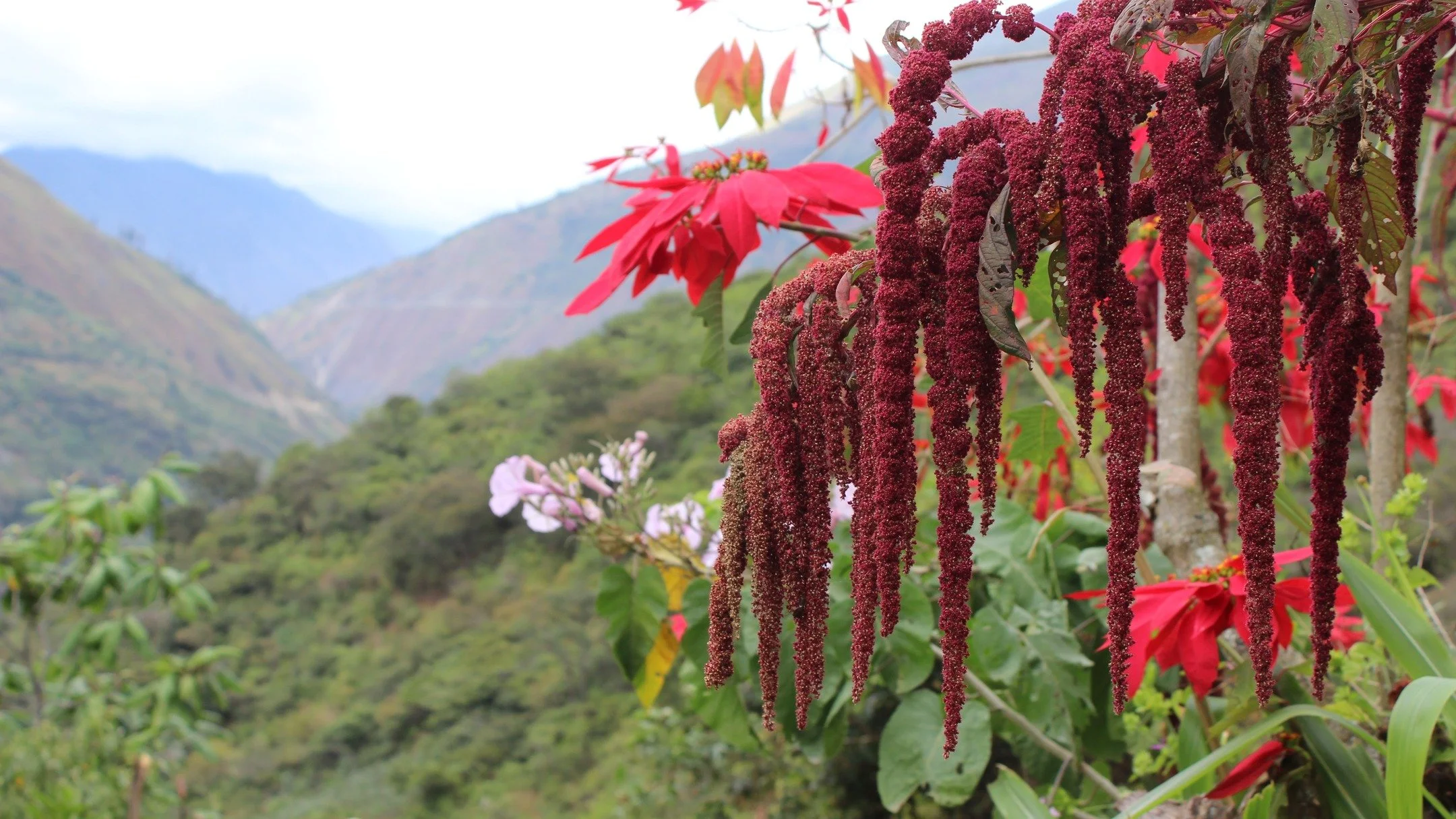 Anyone care to guess what kind of food this?
 
 
 
 
#SaltCaravan
#PeruTravel
#PeruAdventure
#SacredValleyPeru
#AndesMountains
#AndeanLife
#AndeanFarming
#PeruCulture
#PeruFoodCulture
#NativeCrops
#AncientGrains
#QuinoaPlant
#FromFarmToPlate
#FoodOri