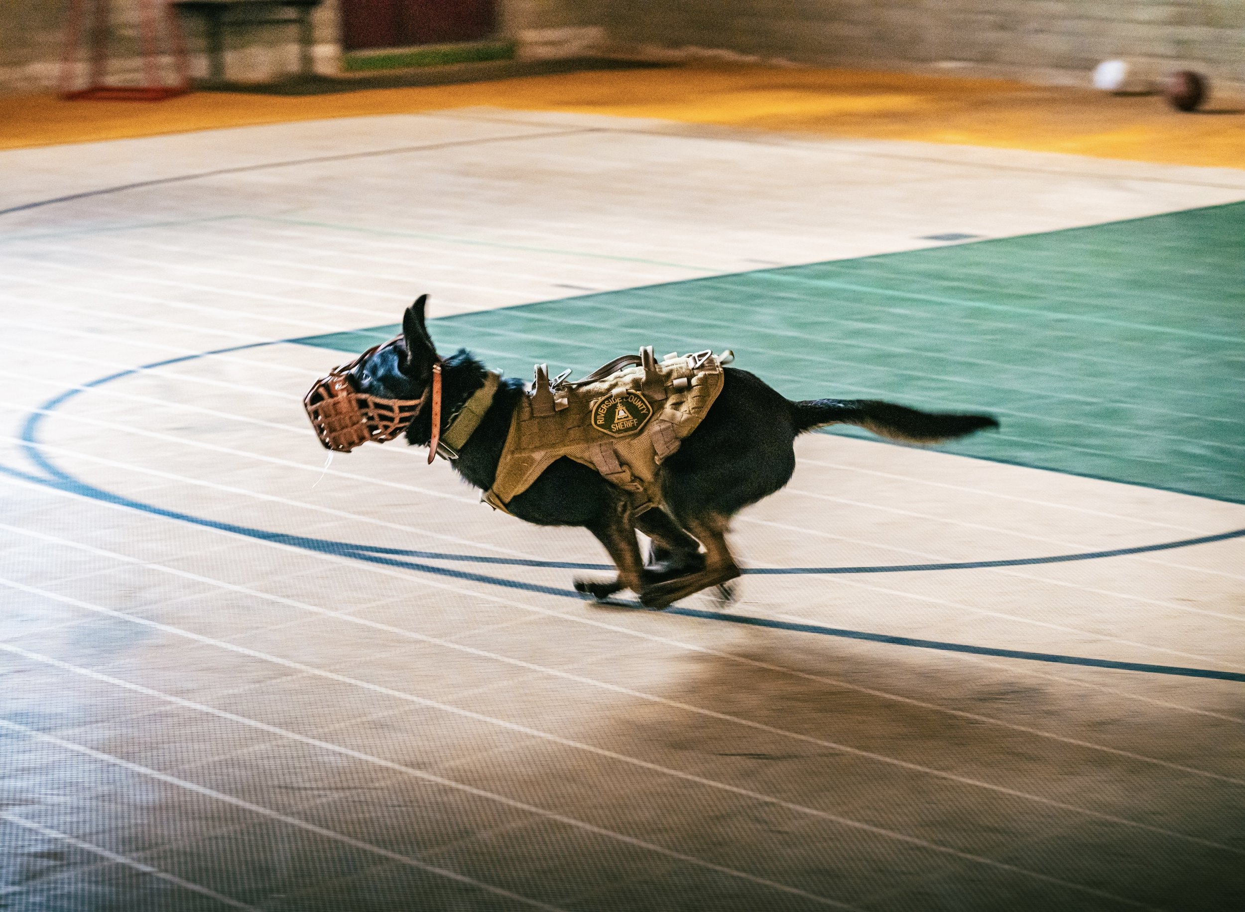 K9 TRAINING-WEB-29.jpg