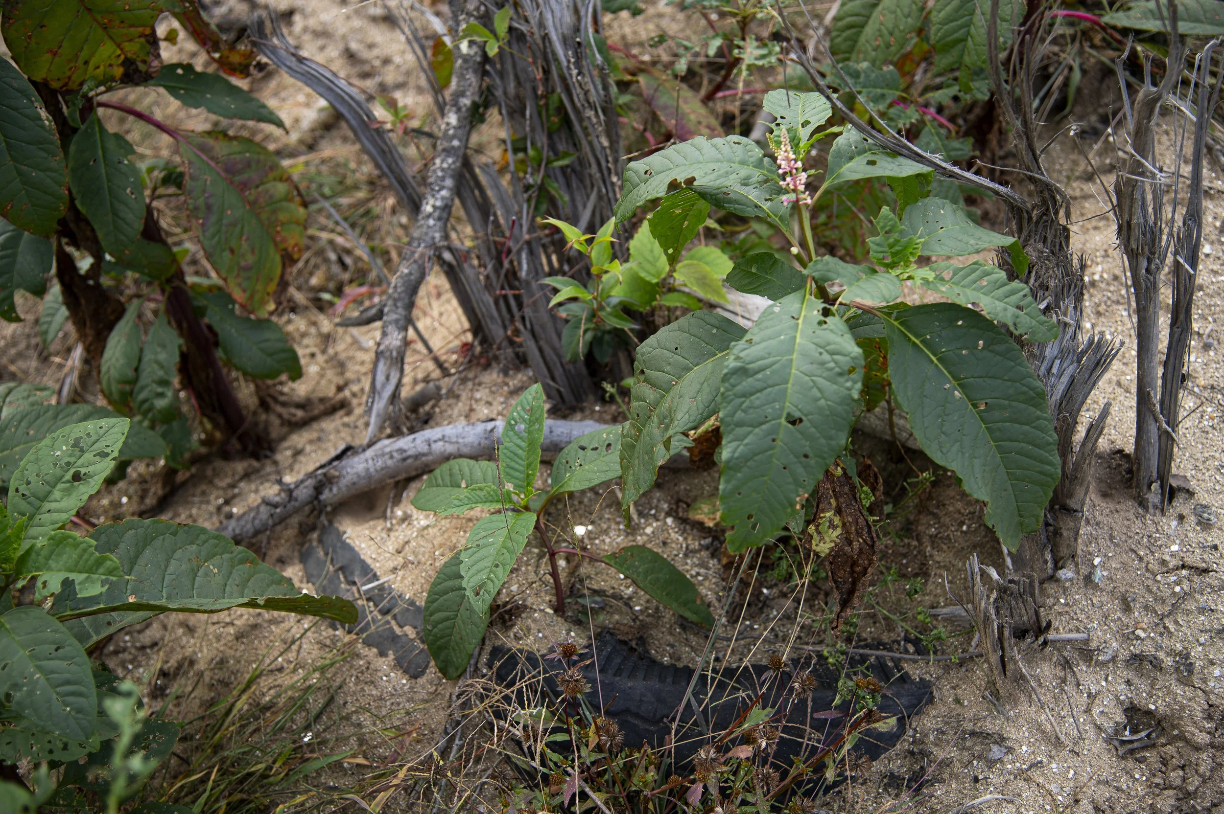 Invasion after Impact,
2025