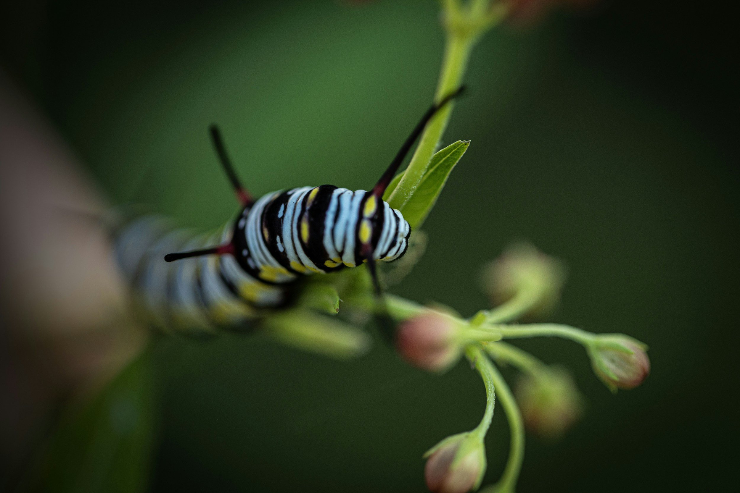Close-up of a caterpillar with black, blue, yellow, and white stripes on a green plant with small flower buds.