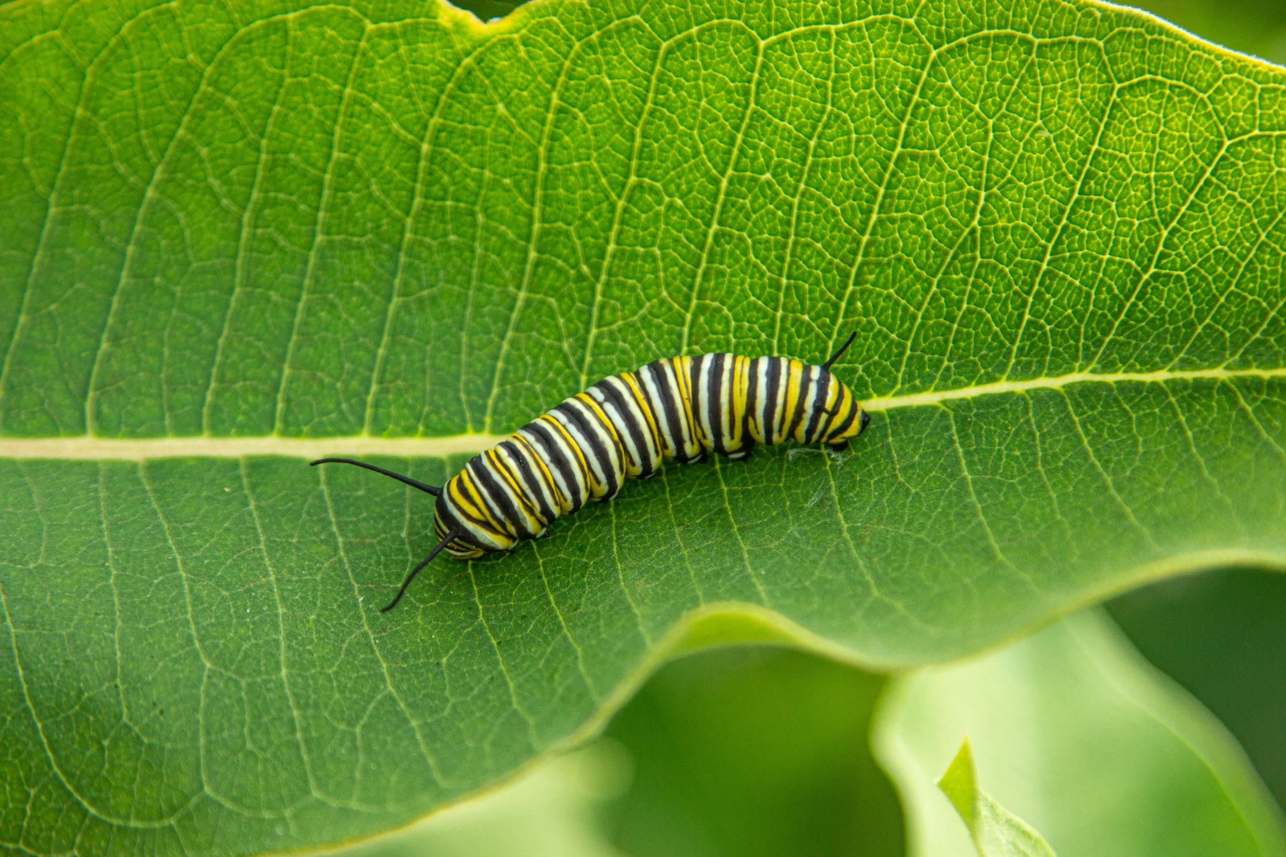 A black, yellow, and white striped caterpillar on a green leaf.