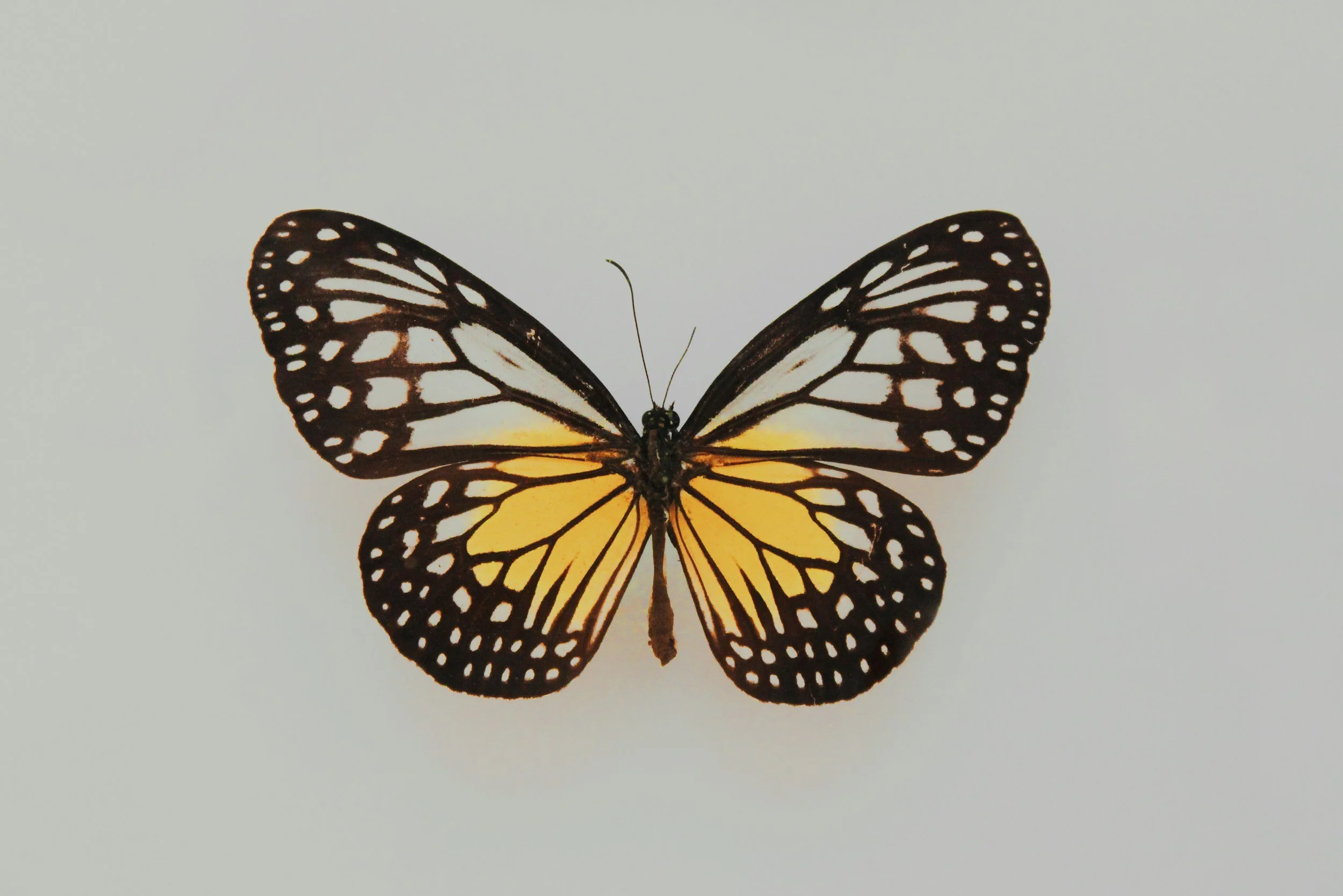 A detailed image of a Monarch butterfly with black, white, and orange markings on its wings against a plain white background.