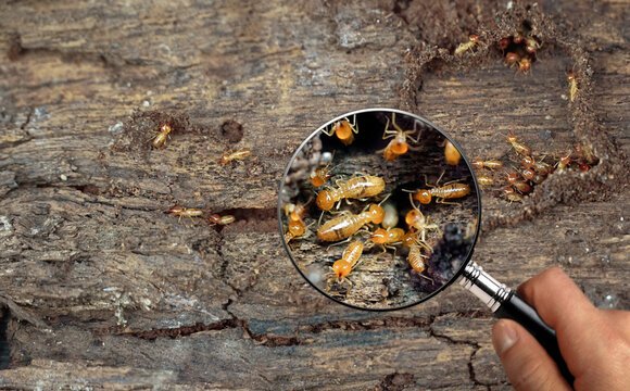 Close-up of a hand holding a magnifying glass over a tree trunk, revealing termites on the wood.
