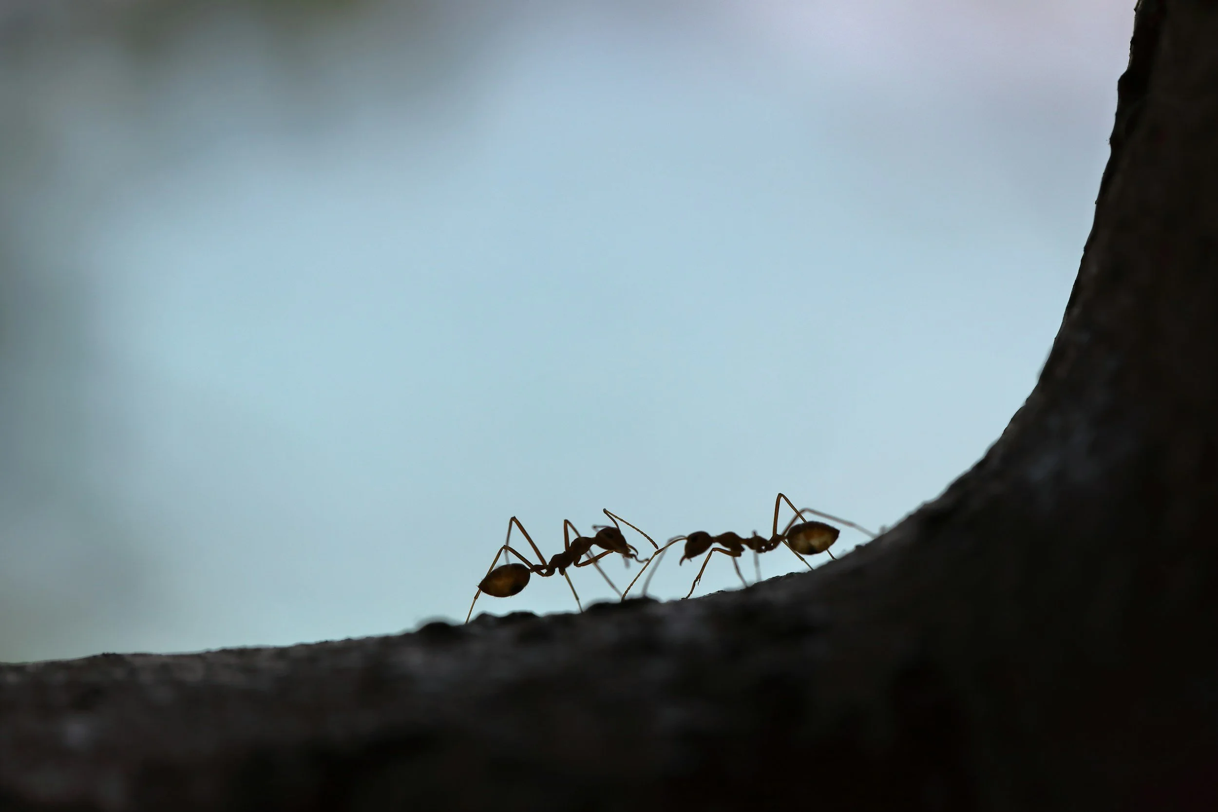 Close-up of two black ants walking along the edge of a dark surface against a light blue and cloudy sky background.