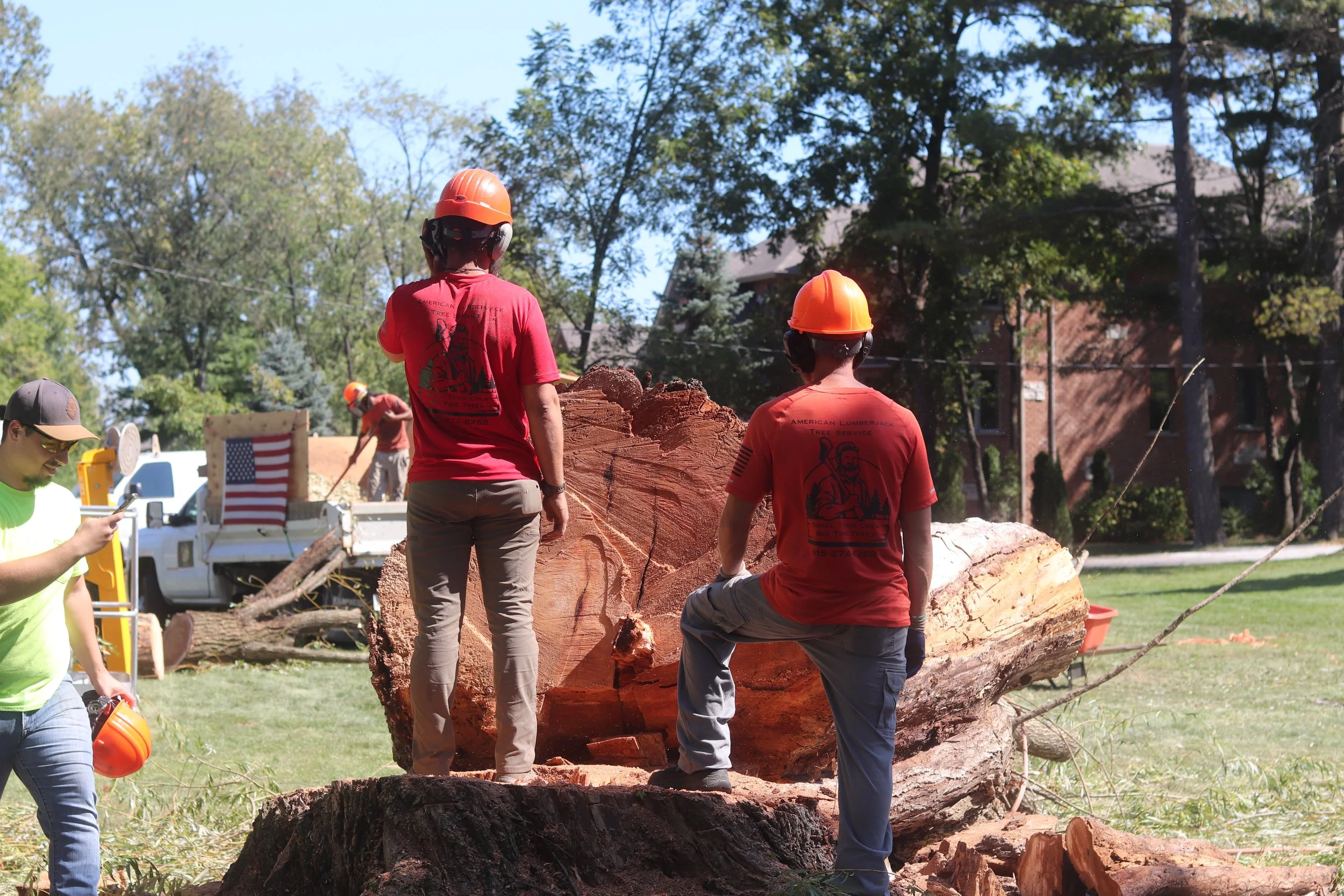Crew members wearing safety helmets and gloves working on a fallen large tree with a chainsaw, in a residential yard with a lawn, trees, and a house in the background.