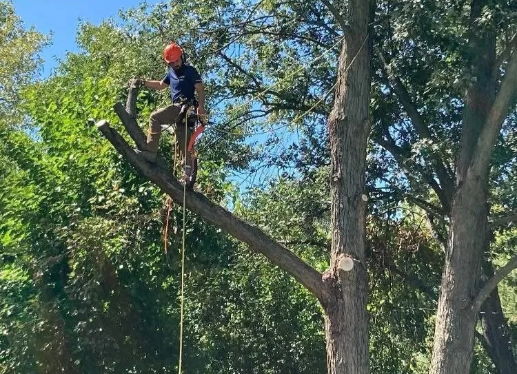 A person wearing a red helmet and blue shirt standing on a diagonal tree branch, secured with a safety harness, working on the tree.