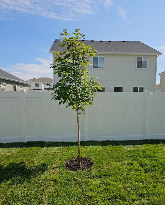 Young tree planted in a grassy yard, with a white privacy fence and residential houses in the background on a sunny day.