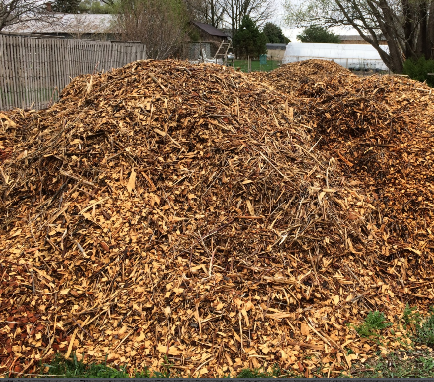 Large pile of chopped or shredded wood chips or mulch outdoors, with trees, a fence, and some structures in the background.