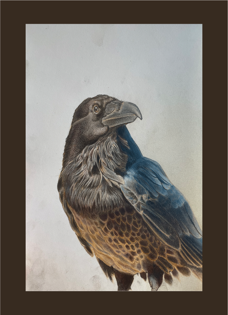 Raven Colored Pencil Art Brown Border