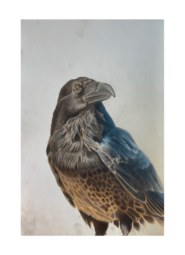 Raven Colored Pencil Art