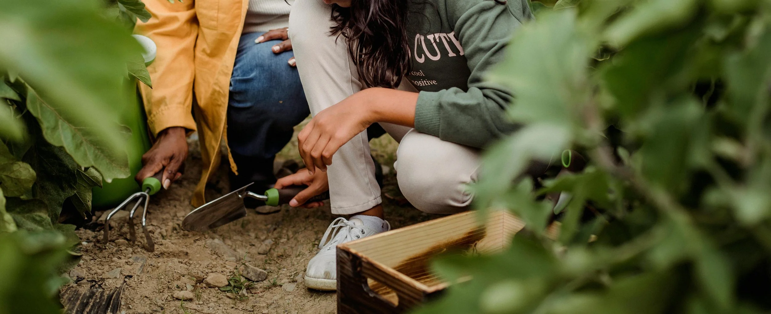 People harvesting vegetables in a garden, using small tools and wearing casual clothing.
