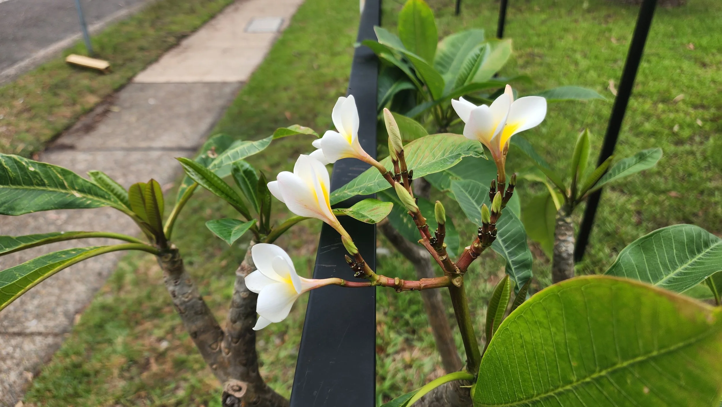 Close-up of white and yellow flowering plumeria plant with green leaves, growing along a black metal fence near a sidewalk on a grassy area.
