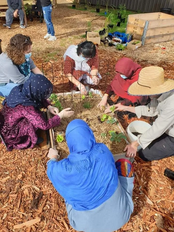 A group of people, mostly women wearing head coverings and masks, working together planting and tending small plants in a garden bed with mulch, using small gardening tools.