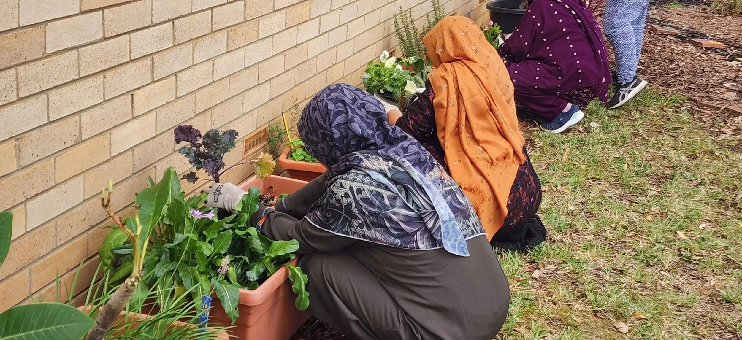 Three women wearing headscarves and modest clothing are kneeling and planting flowers in rectangular pots against a brick wall on a grassy ground.