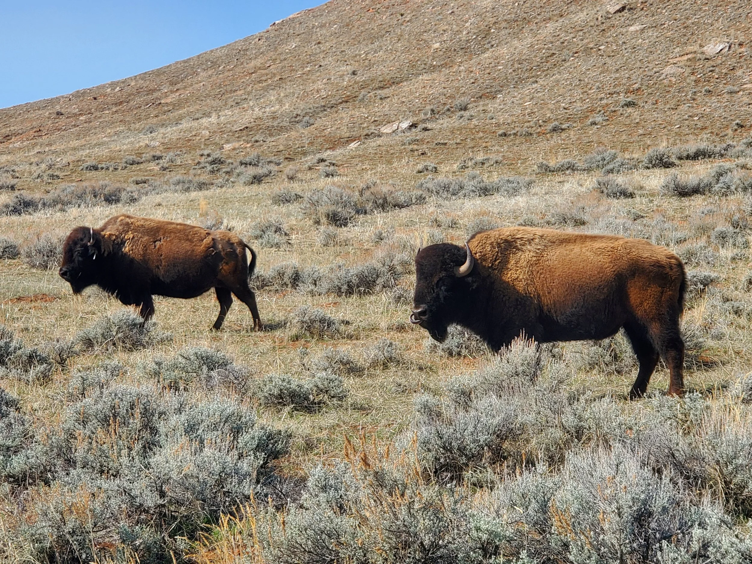 Two bison grazing on a grassy hillside with sagebrush, under a clear blue sky.