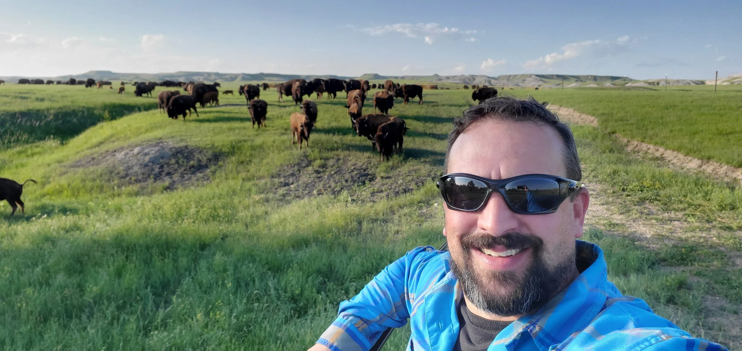Smiling man wearing sunglasses and a blue plaid shirt taking a selfie in a grassy field with cattle grazing and rolling hills in the background.