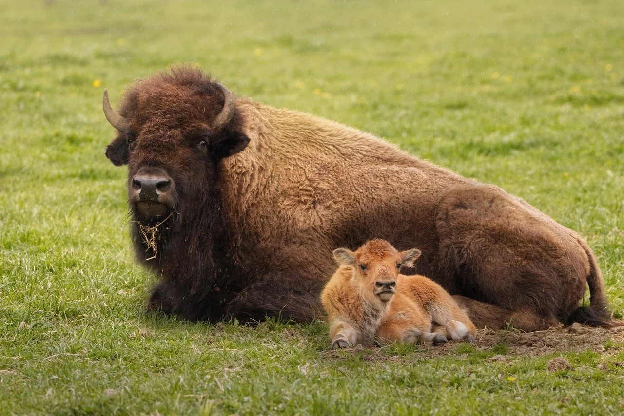 A bison lying on green grass with two baby bison resting next to it, in a field.