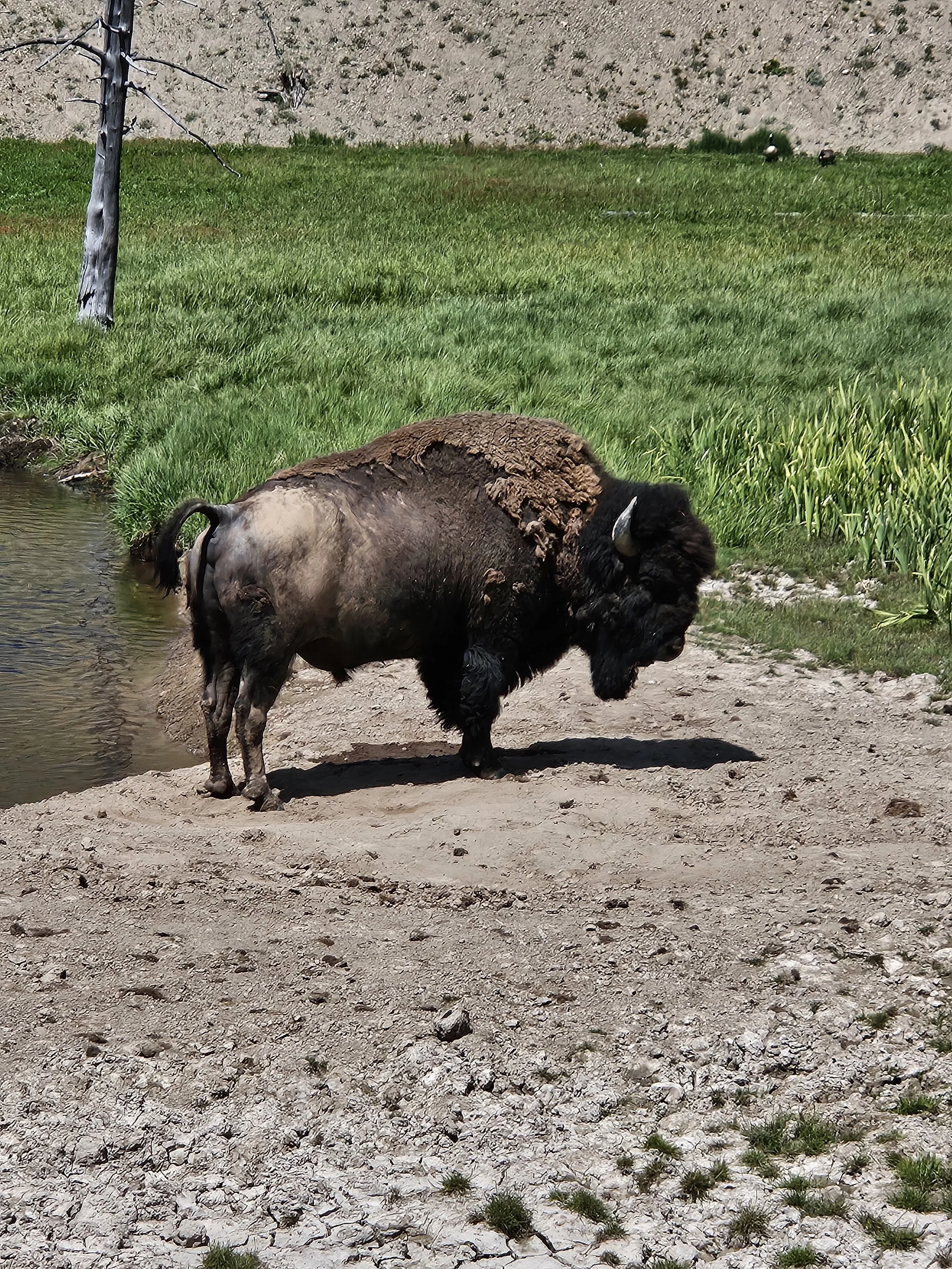 A bison standing on dirt near a water source in a grassy landscape with a tree and a dirt hill in the background.