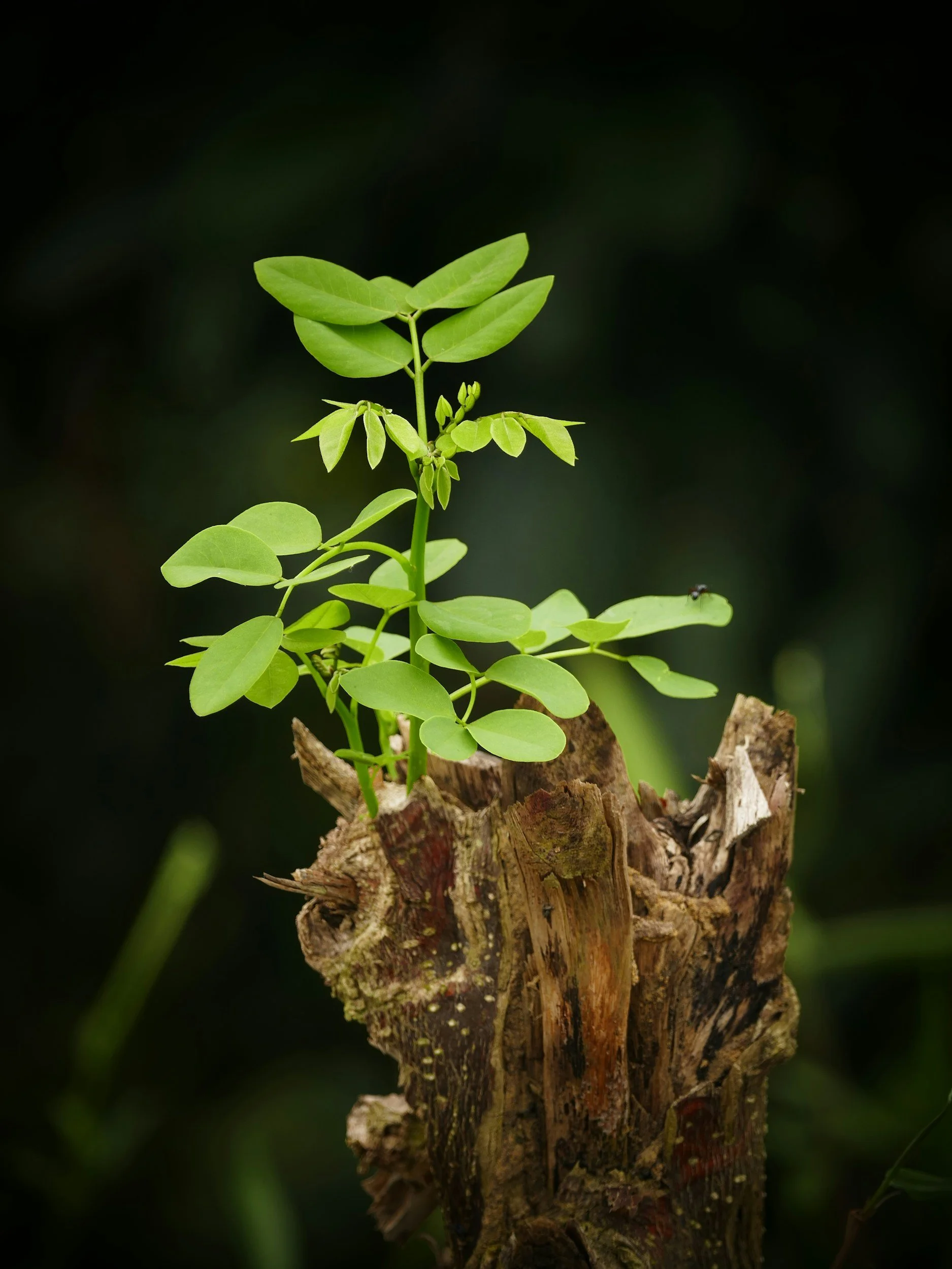 A young green plant growing from a tree trunk with dark blurred background.