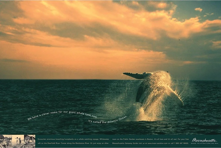 A whale breaching the ocean with the sunset sky in the background.
