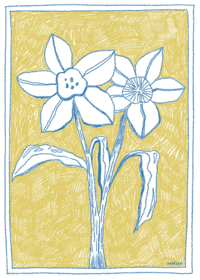 New Beginnings Daffodils Postcard - January Snail Mail