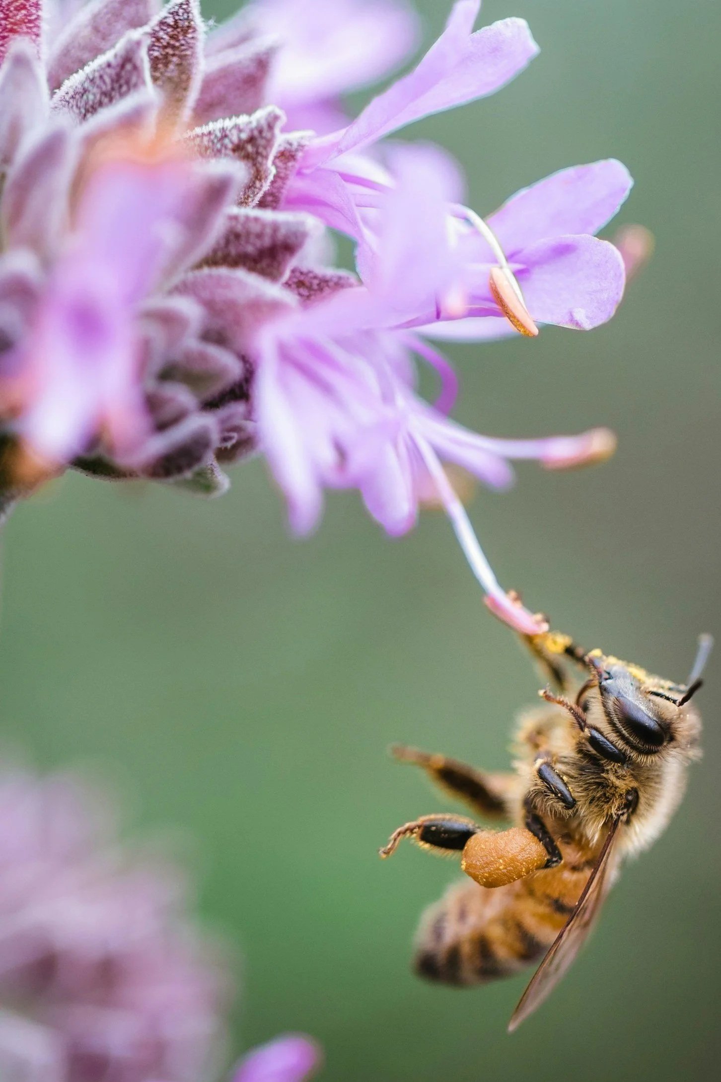 A close-up of a honeybee collecting nectar from a purple flower.