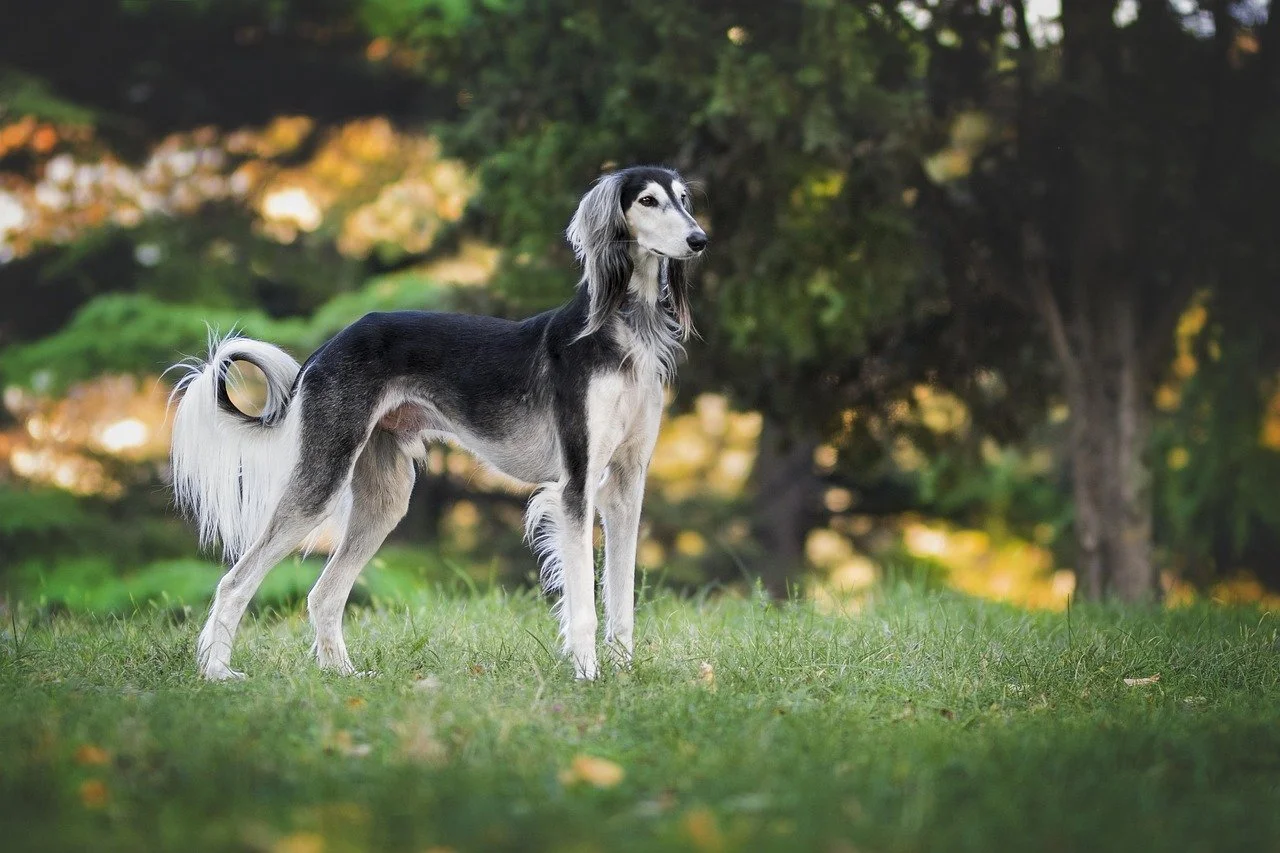 A Saluki dog standing on a grassy field with trees and light in the background.