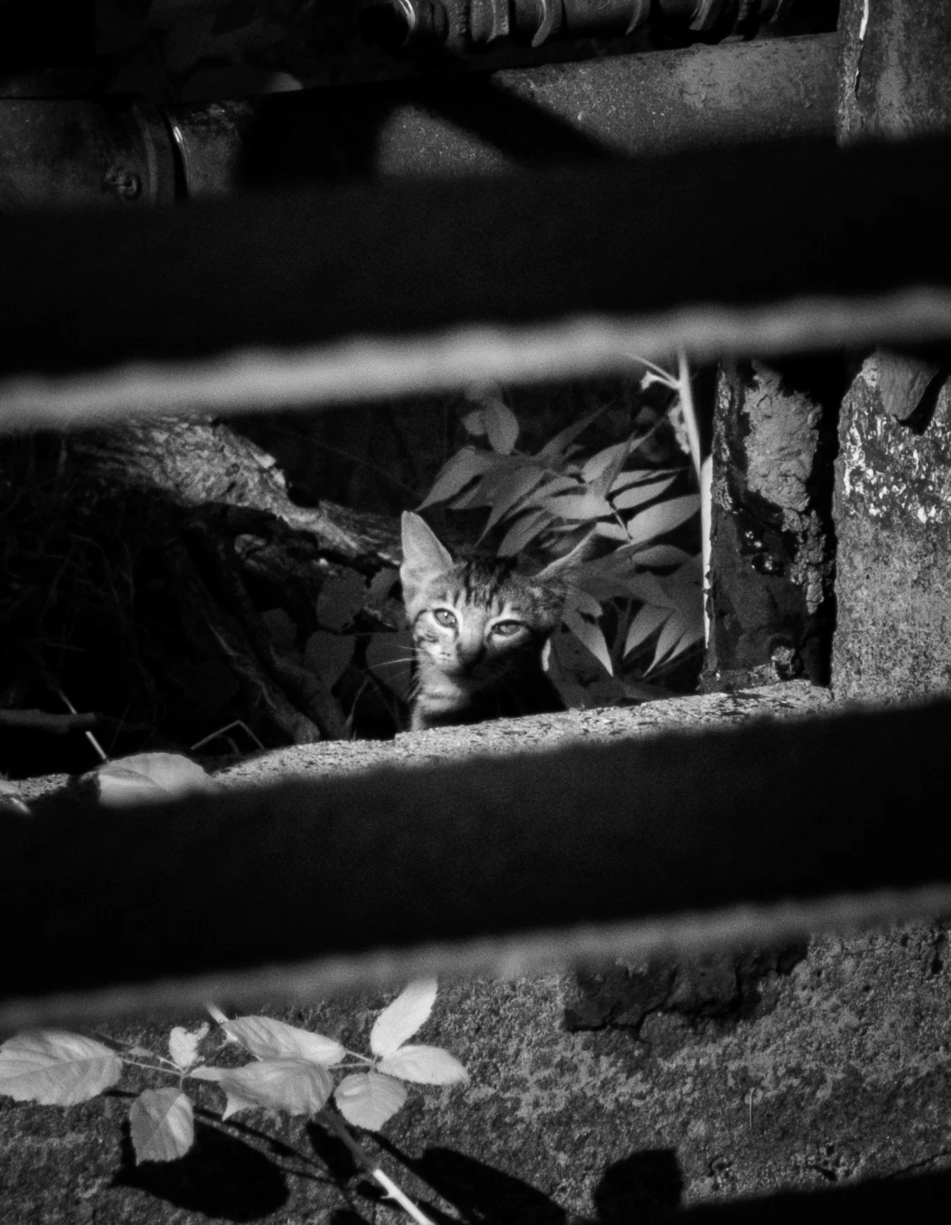 Black and white infrared photo of a young cat peeking through a small opening in a brick and metal fence, with leaves and foliage in the background. Photographed in Dunsmuir, CA.