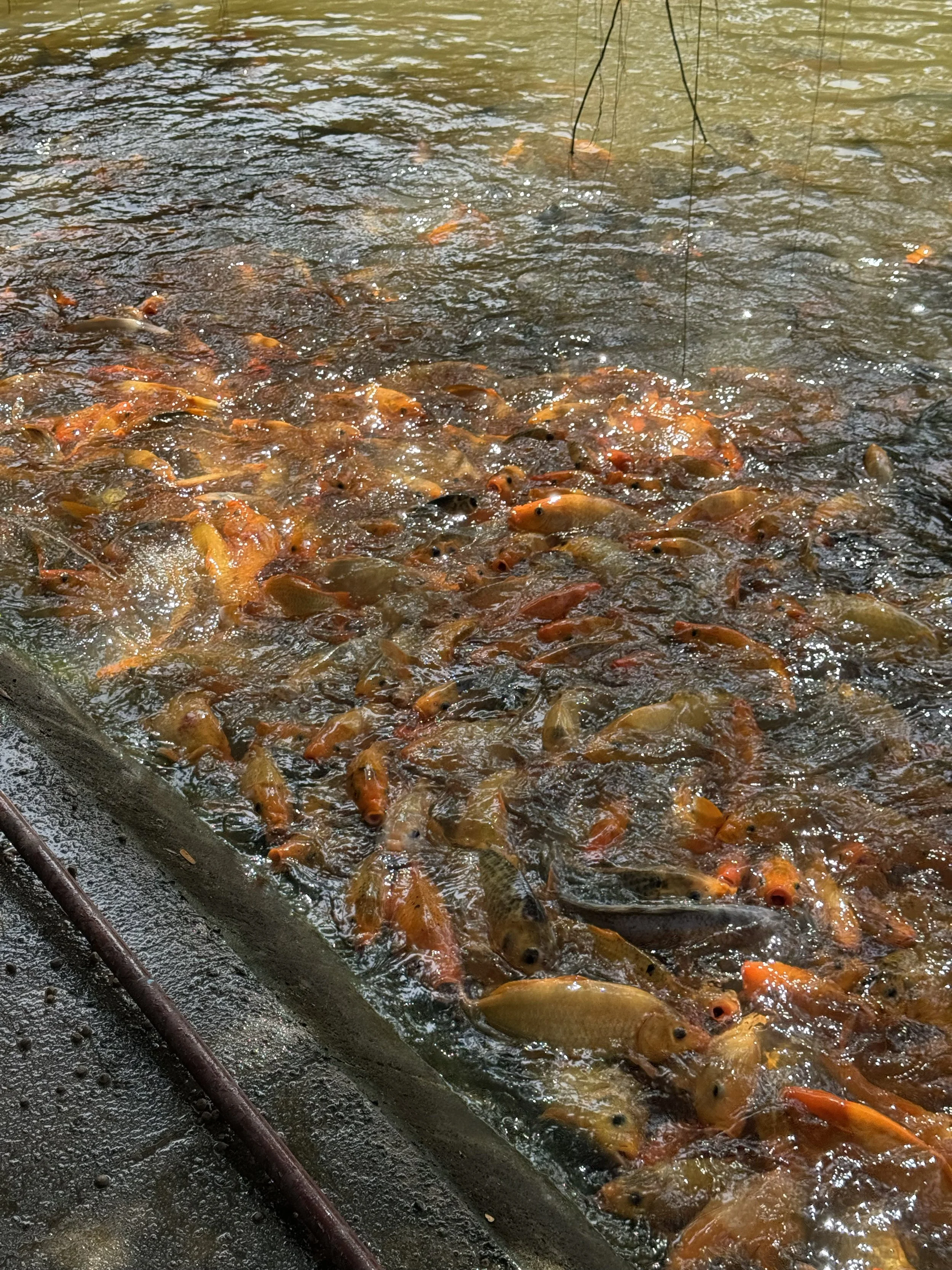 AWWW8 - Cambodia Gallery 9.jpg