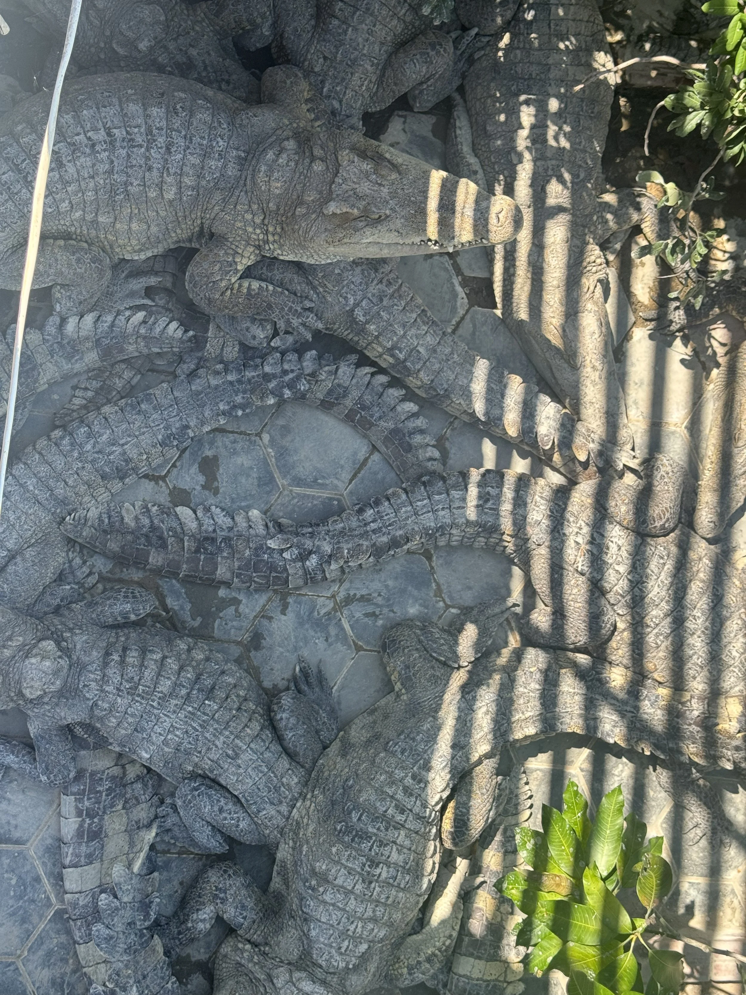 AWWW8 - Cambodia Gallery 15.jpg