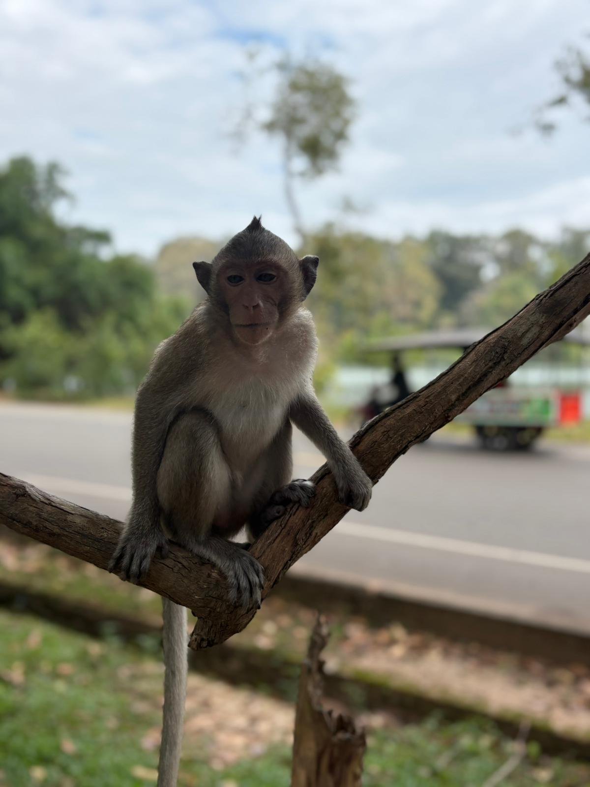 AWWW8 - Cambodia Gallery 2.jpg