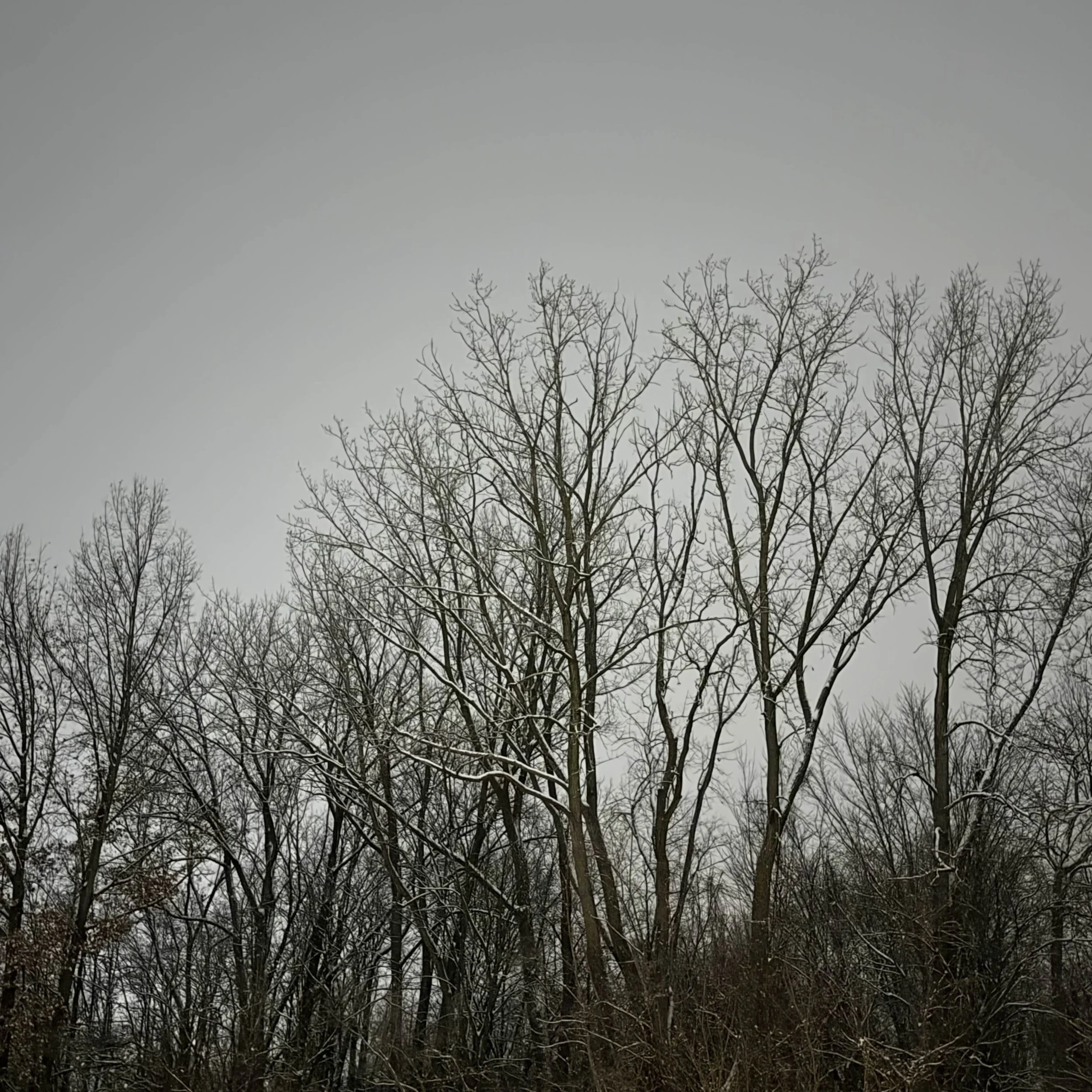 "Grayscale Winter 2"