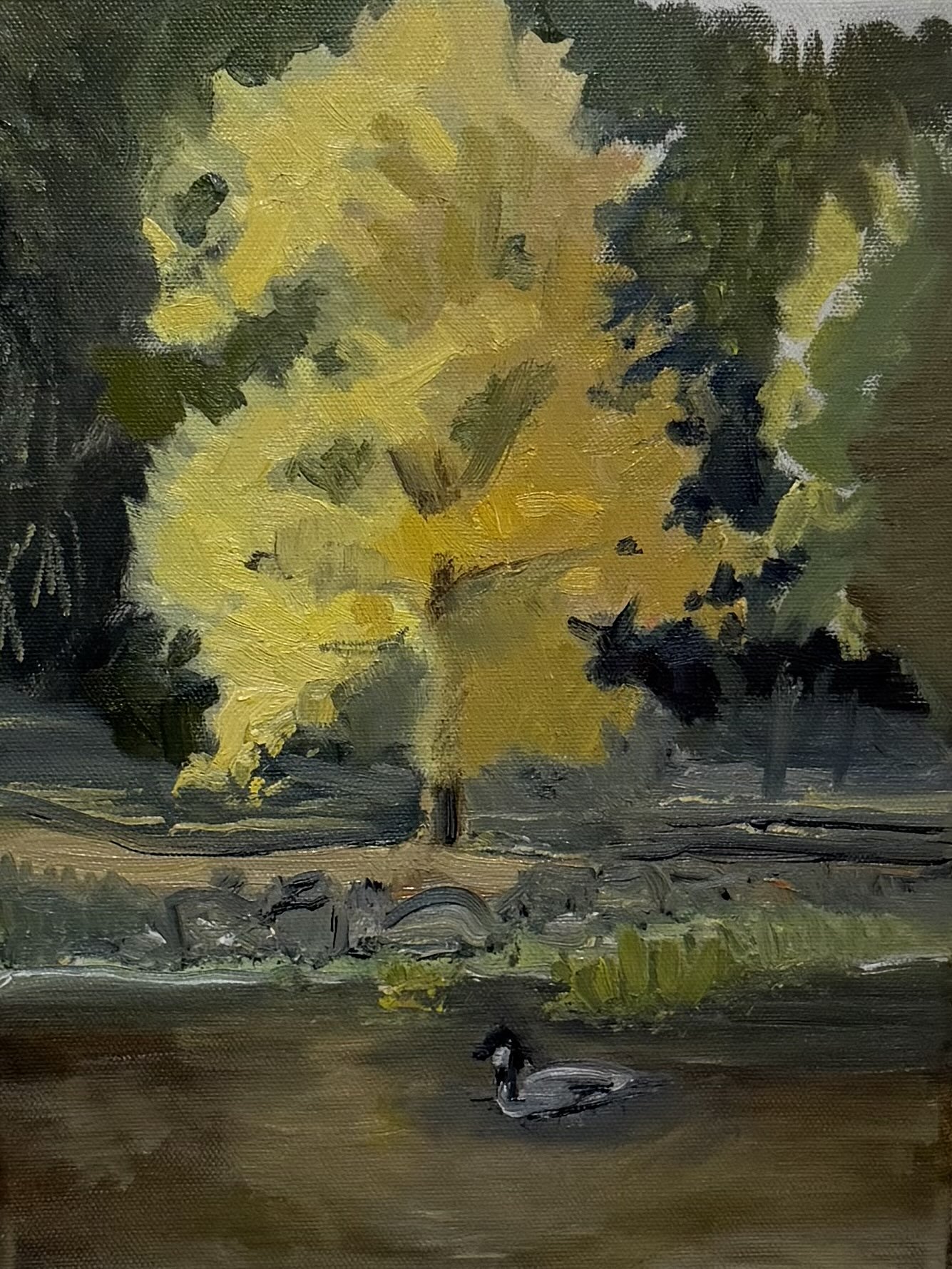 "Highland Golden Goose" 9x12 oil on canvas