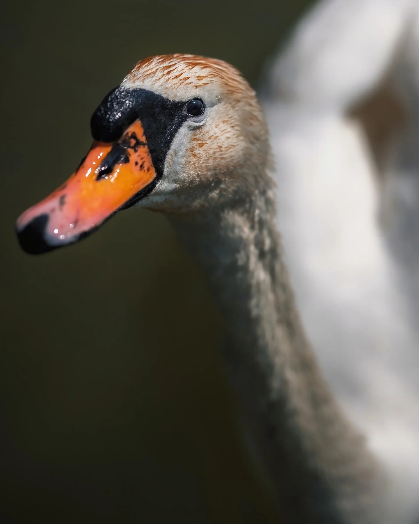 🦢 Grace in Motion