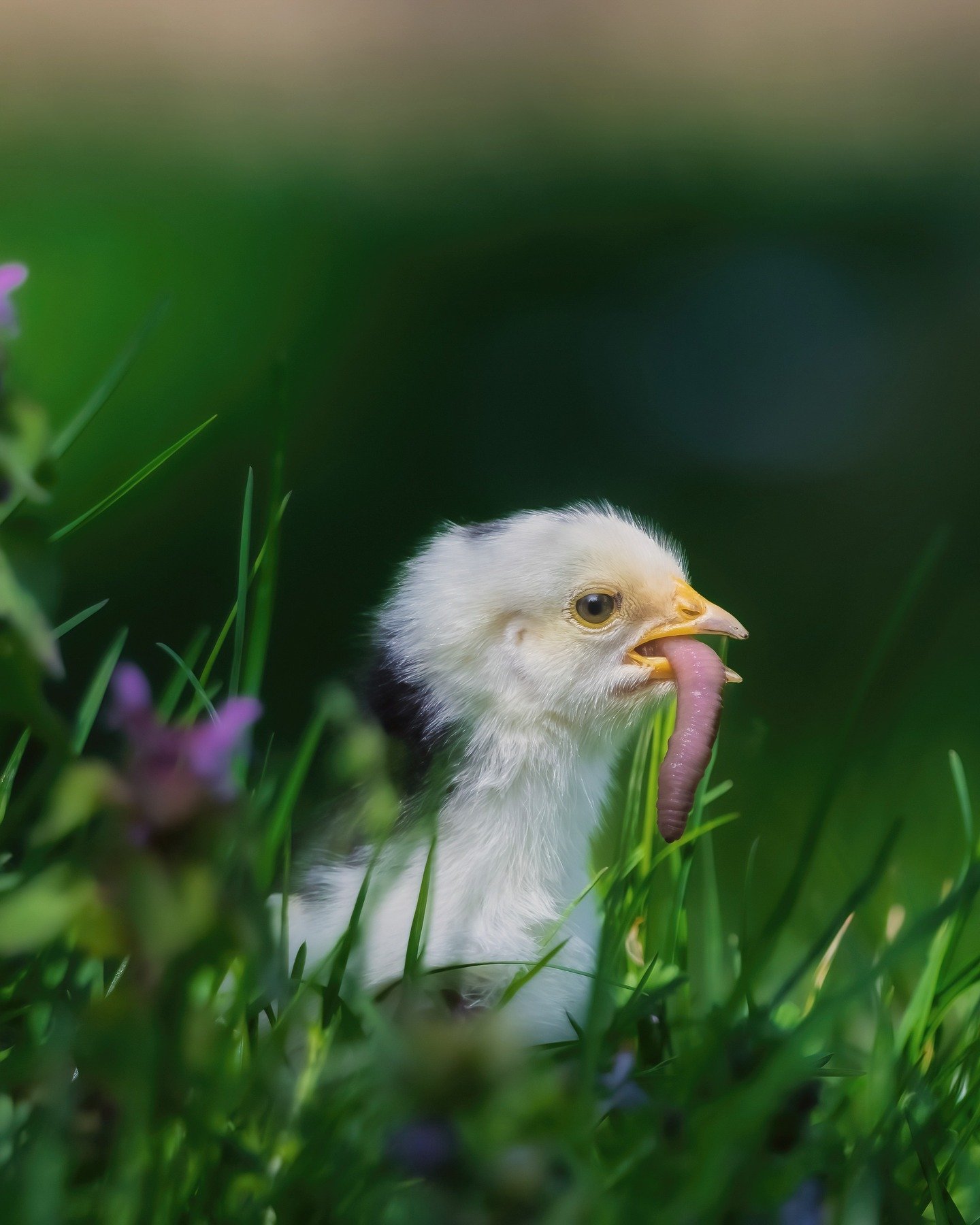 🐣 Peep and Feast🐥