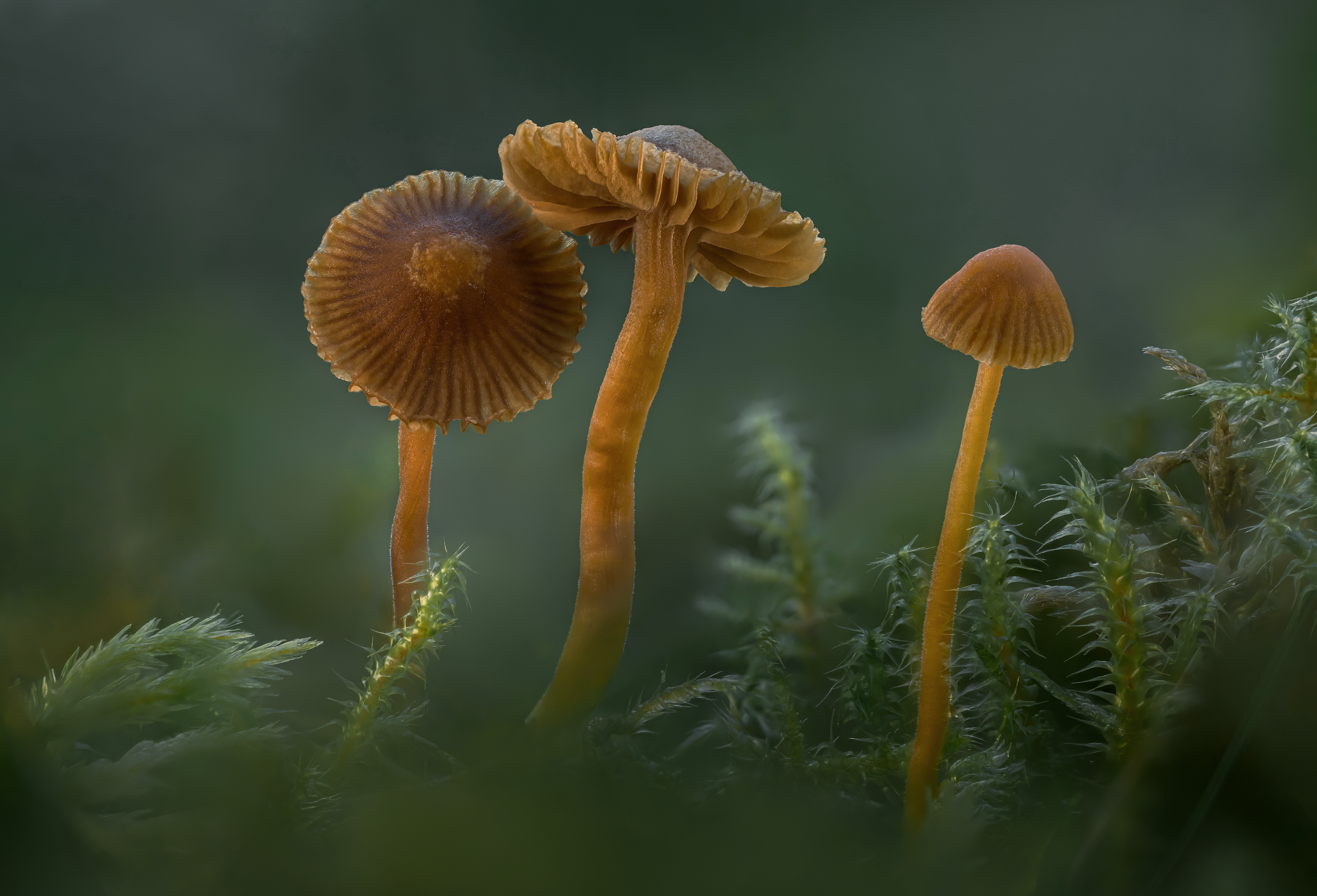 Life Beneath the Canopy p.png