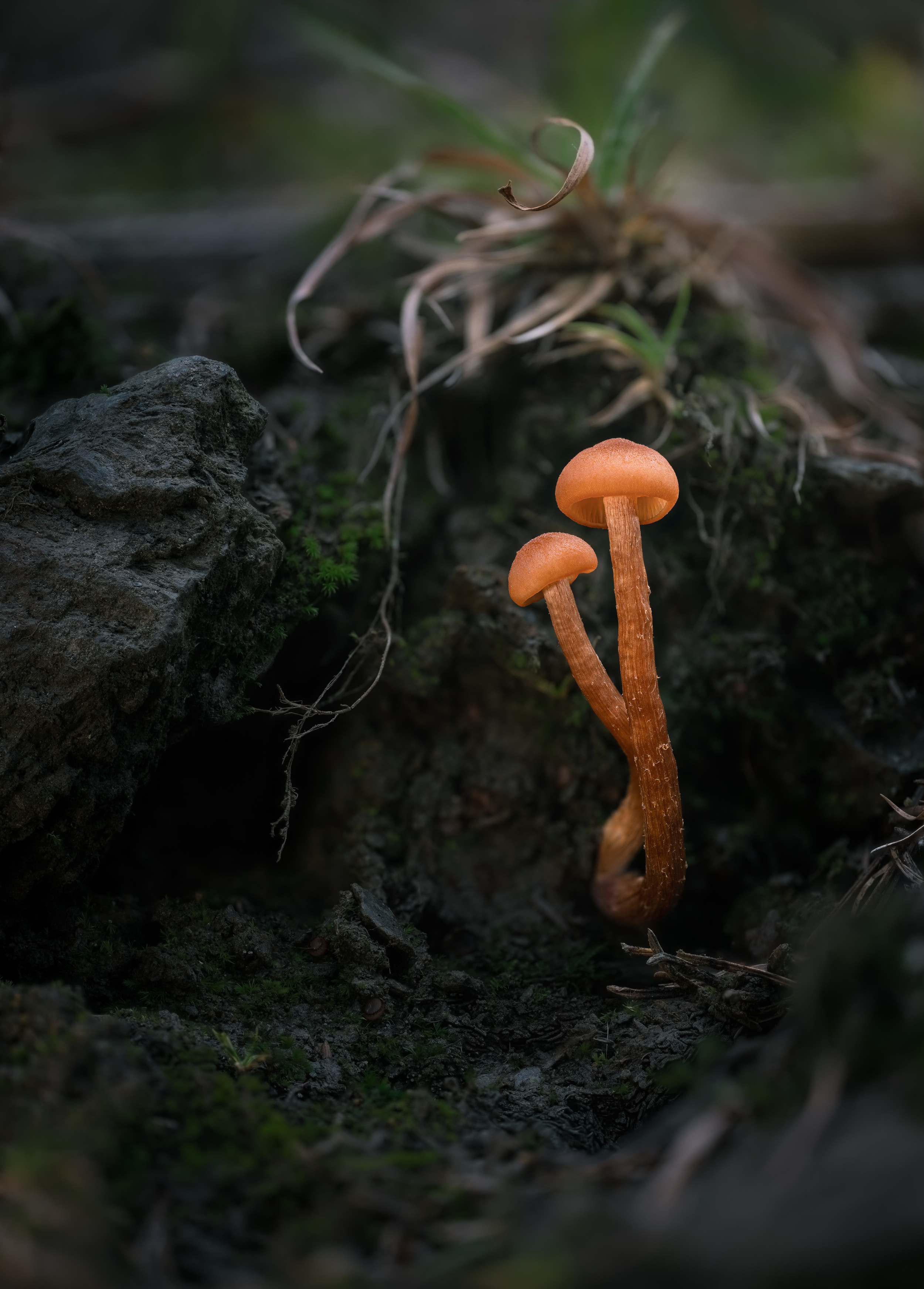 The Orange Duo p.png