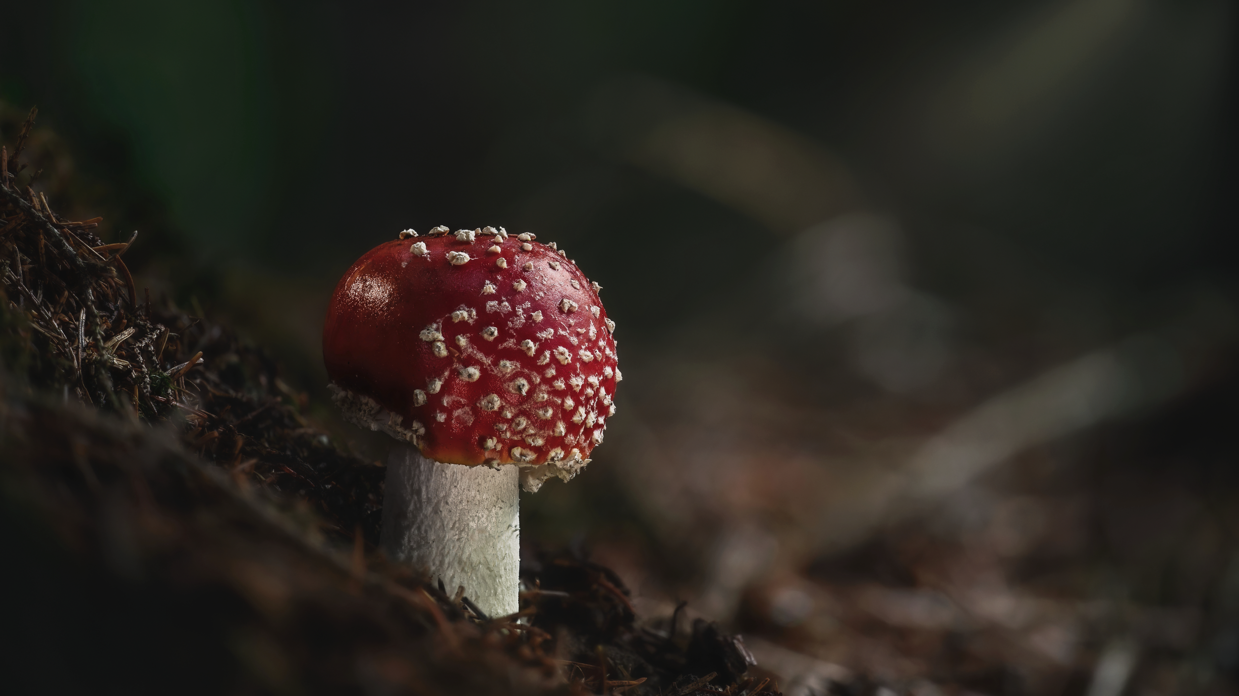 Red Jewel of the Woods p.png