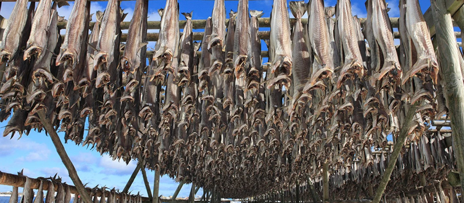 Pesce essiccato appeso