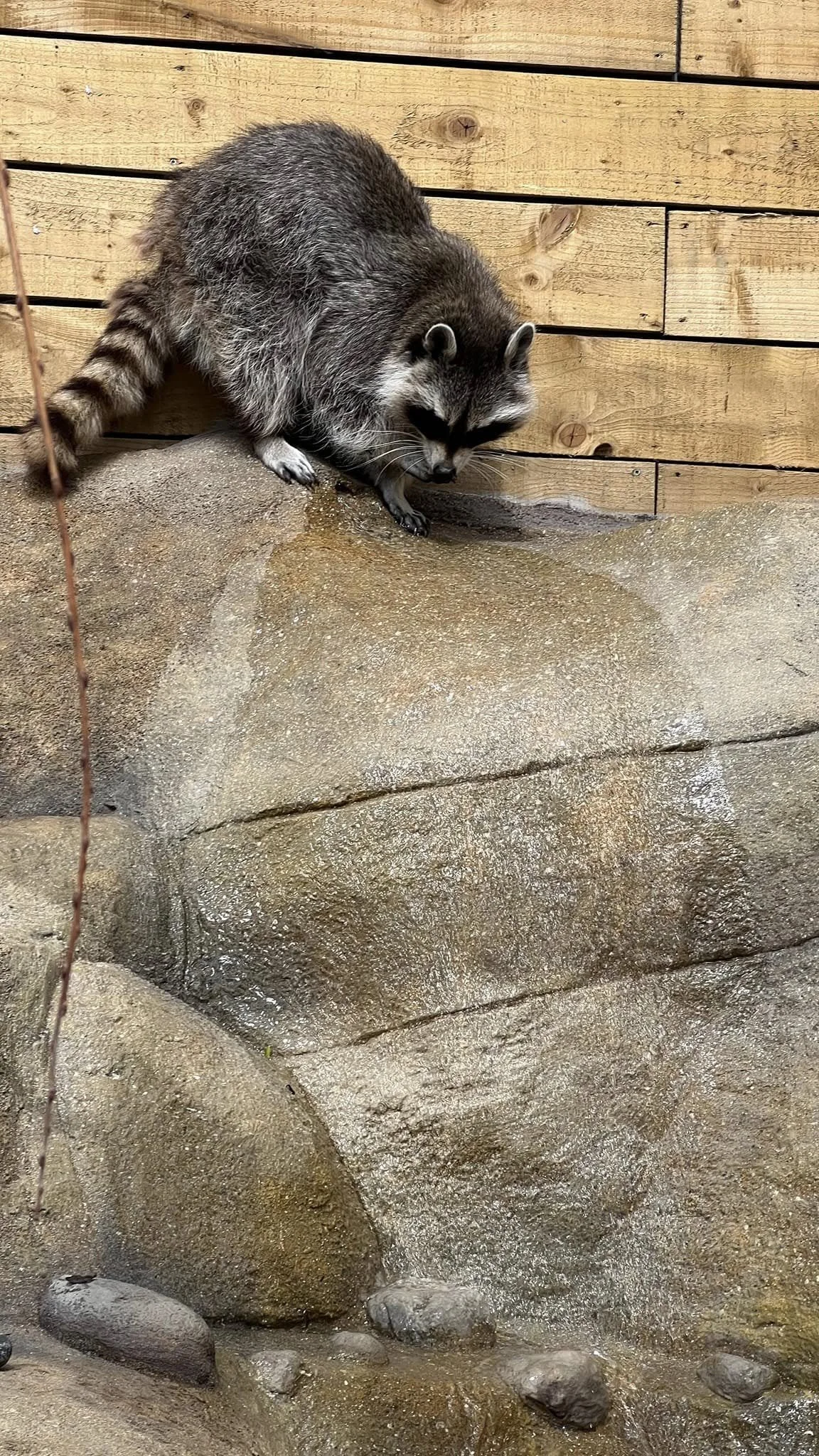A raccoon climbing on rocks near a wooden fence.